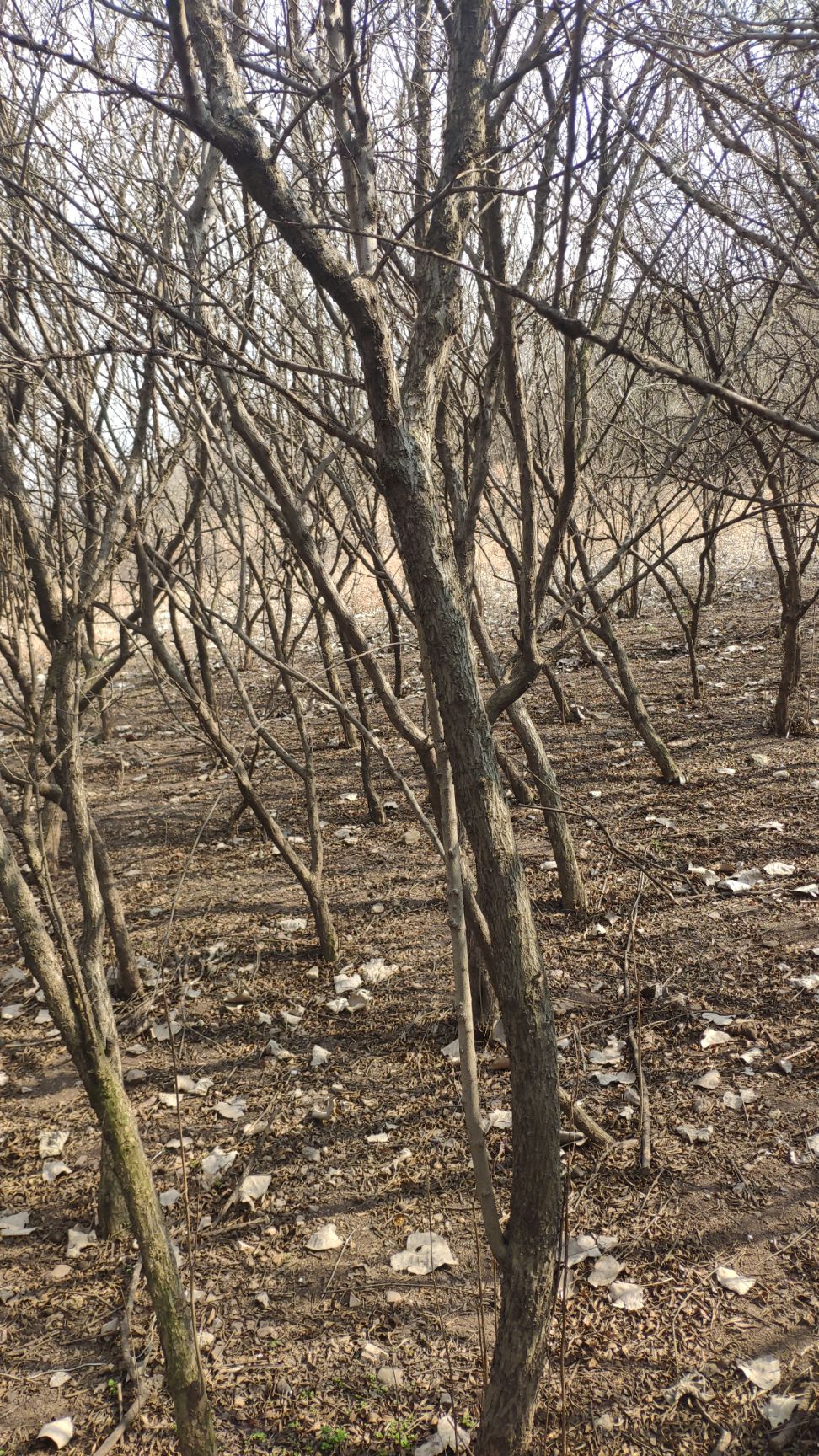 大红袍石榴苗  5公分单杆石榴树批发，哪里有石榴树？