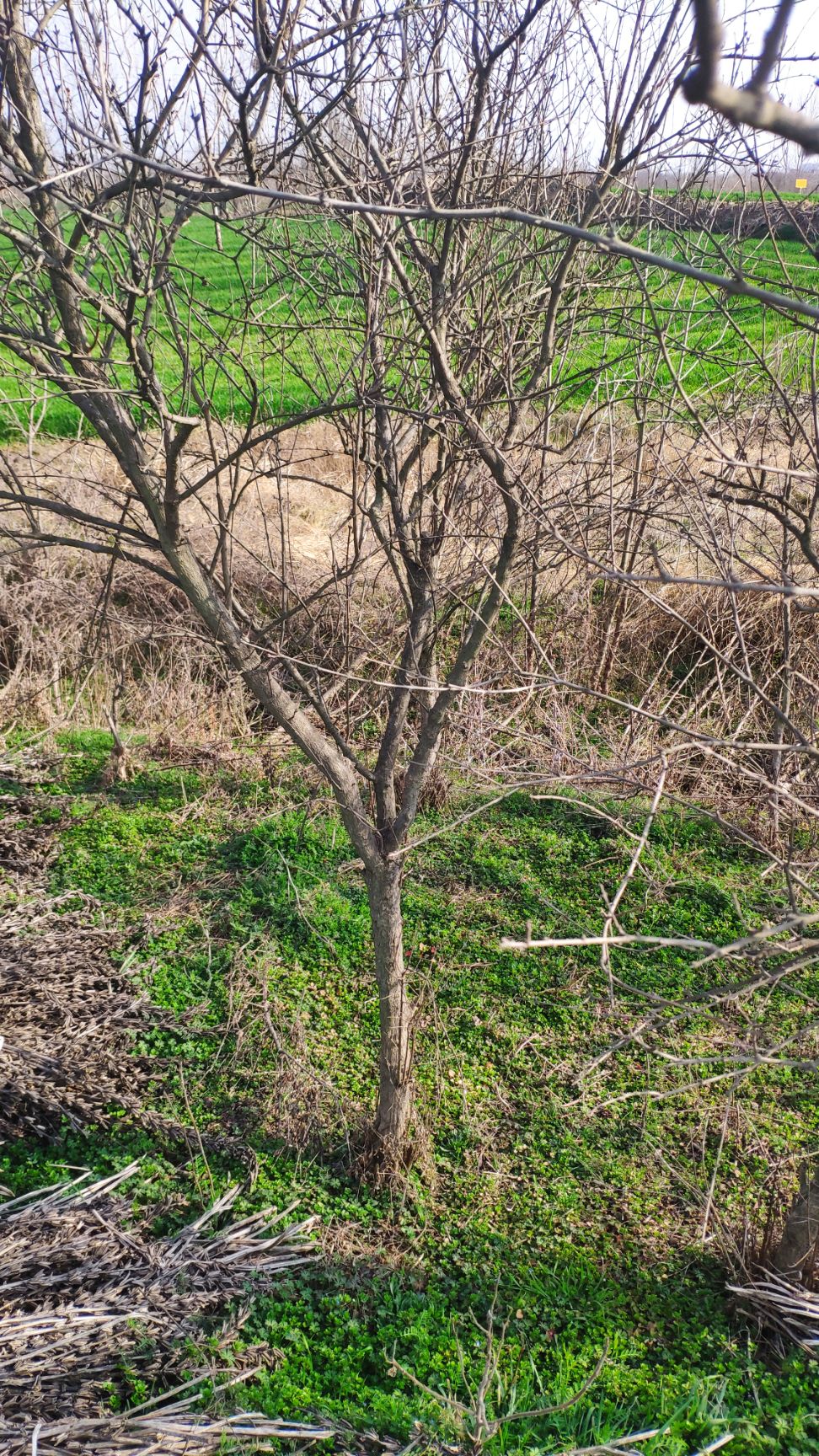 石榴盆景  怀远五公分石榴树85元上车价