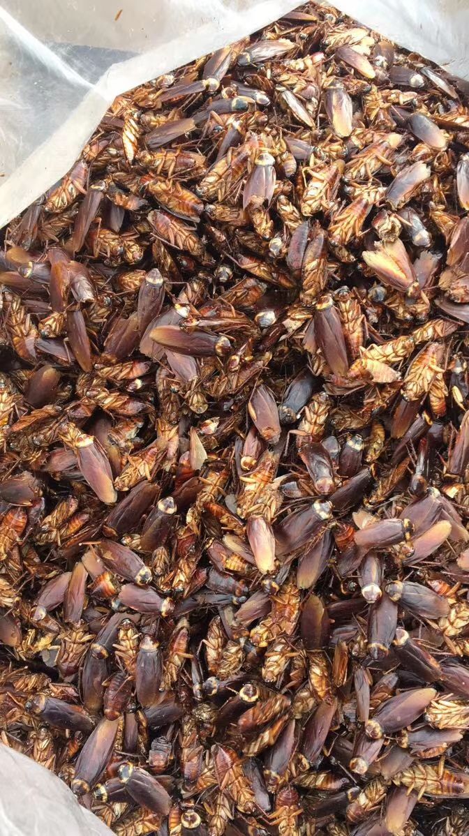 美洲大蠊  蟑螂种苗。质量保证，包补包换。