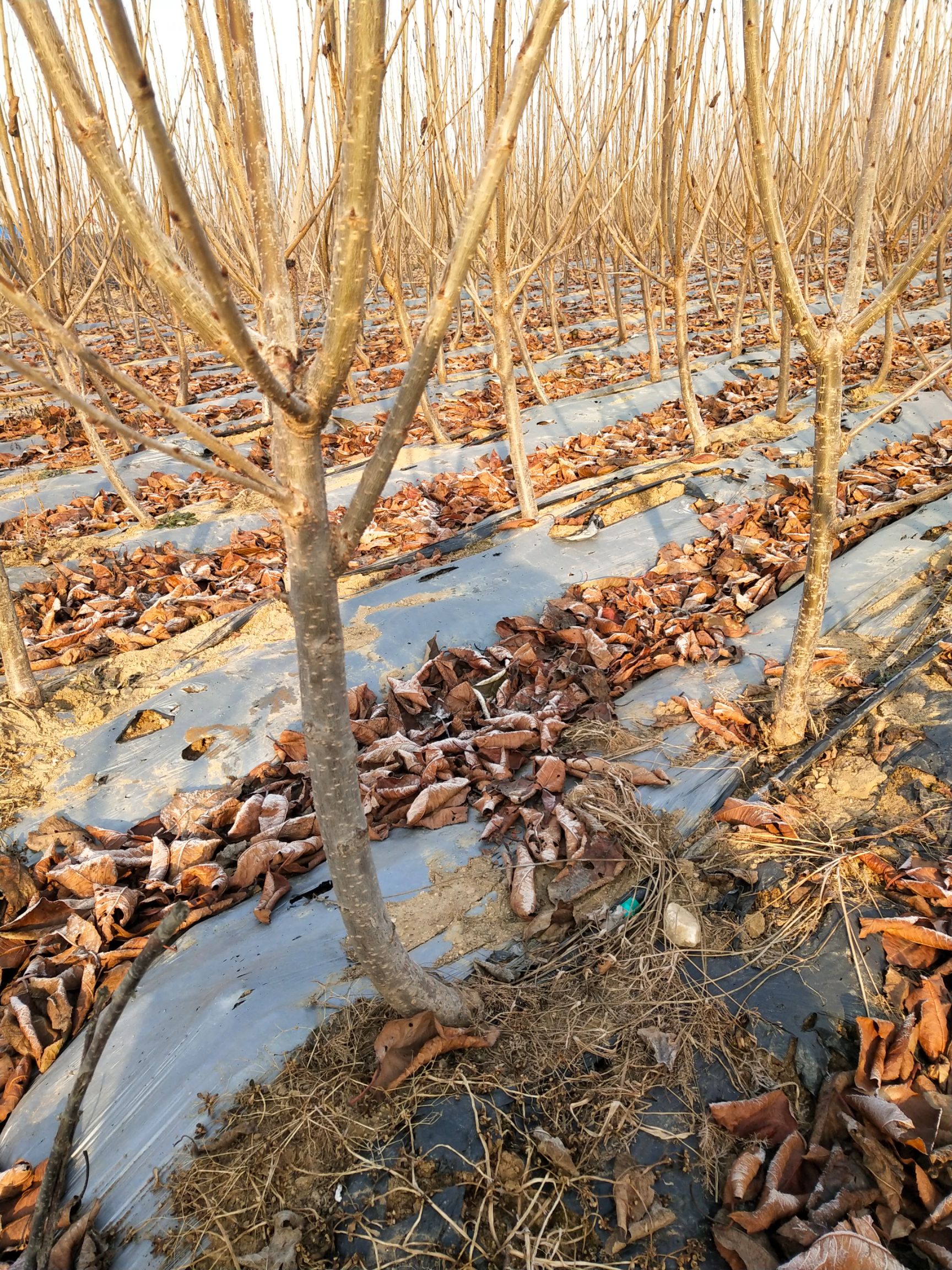 布鲁克斯樱桃树苗 嫁接苗 裸根苗 