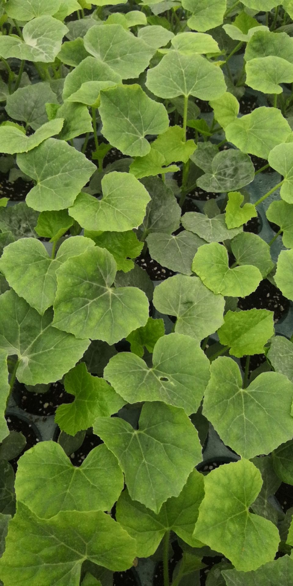 冬瓜苗 直生毛节瓜瓜苗