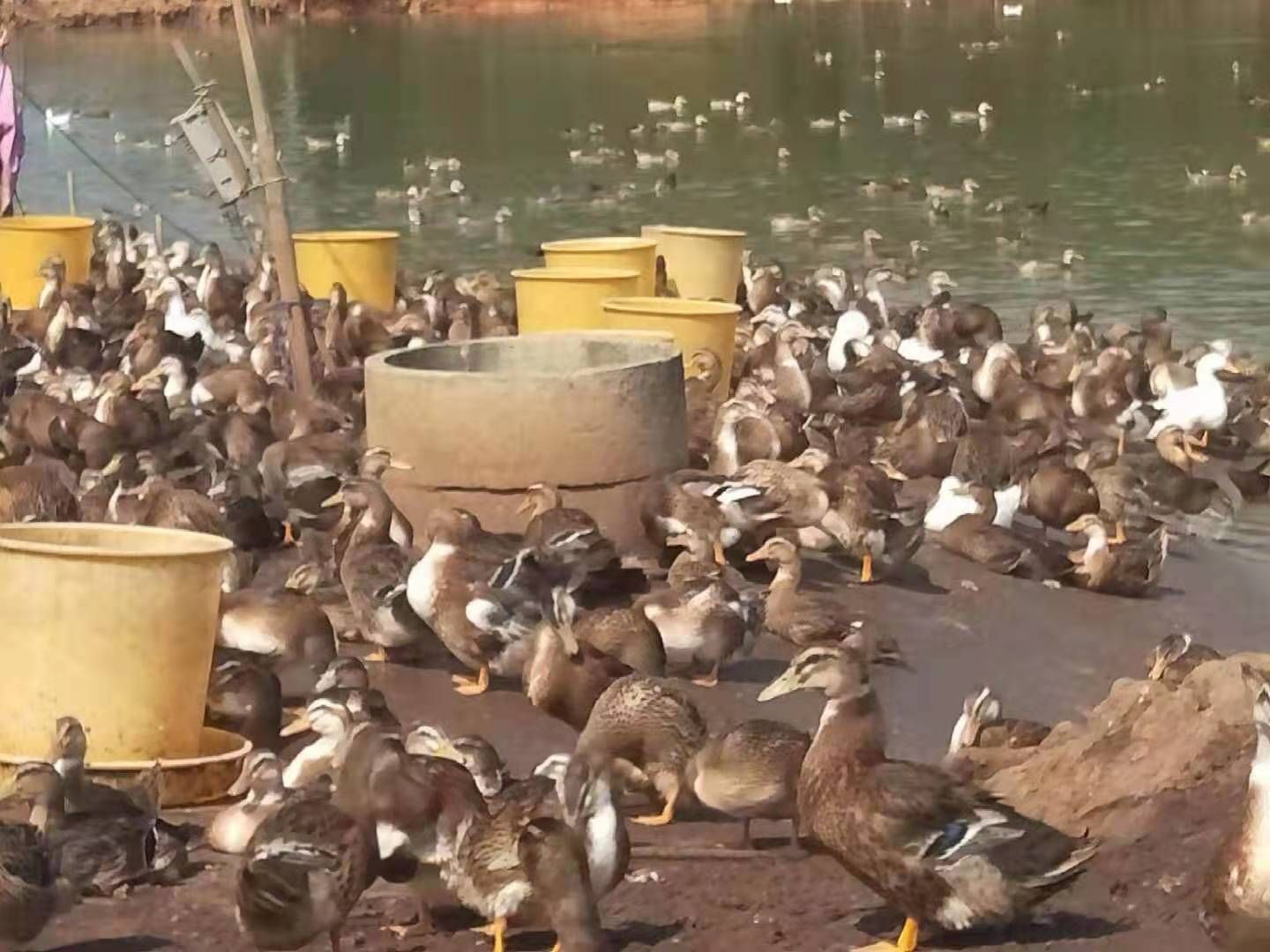 麻鸭 63天统苗，均重6.23，3500羽，