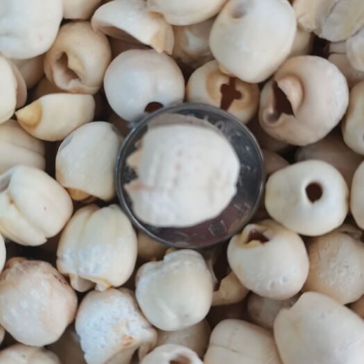湘潭县湘潭白莲磨皮新货通心无硫，大小不一样，质量不一样，批零兼营，