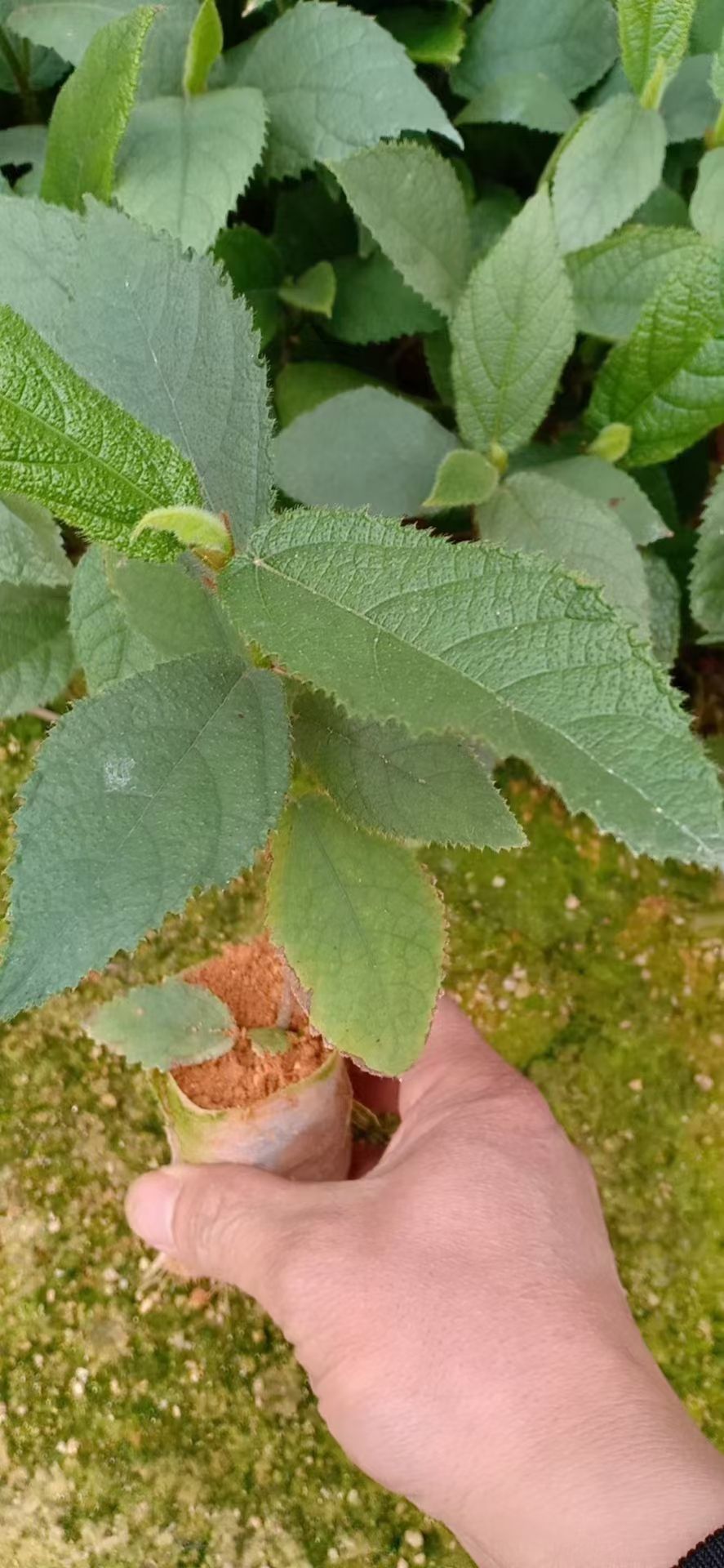 丰顺农业有限公司长期供五指毛桃苗  牛大力五指毛桃百部土茯苓