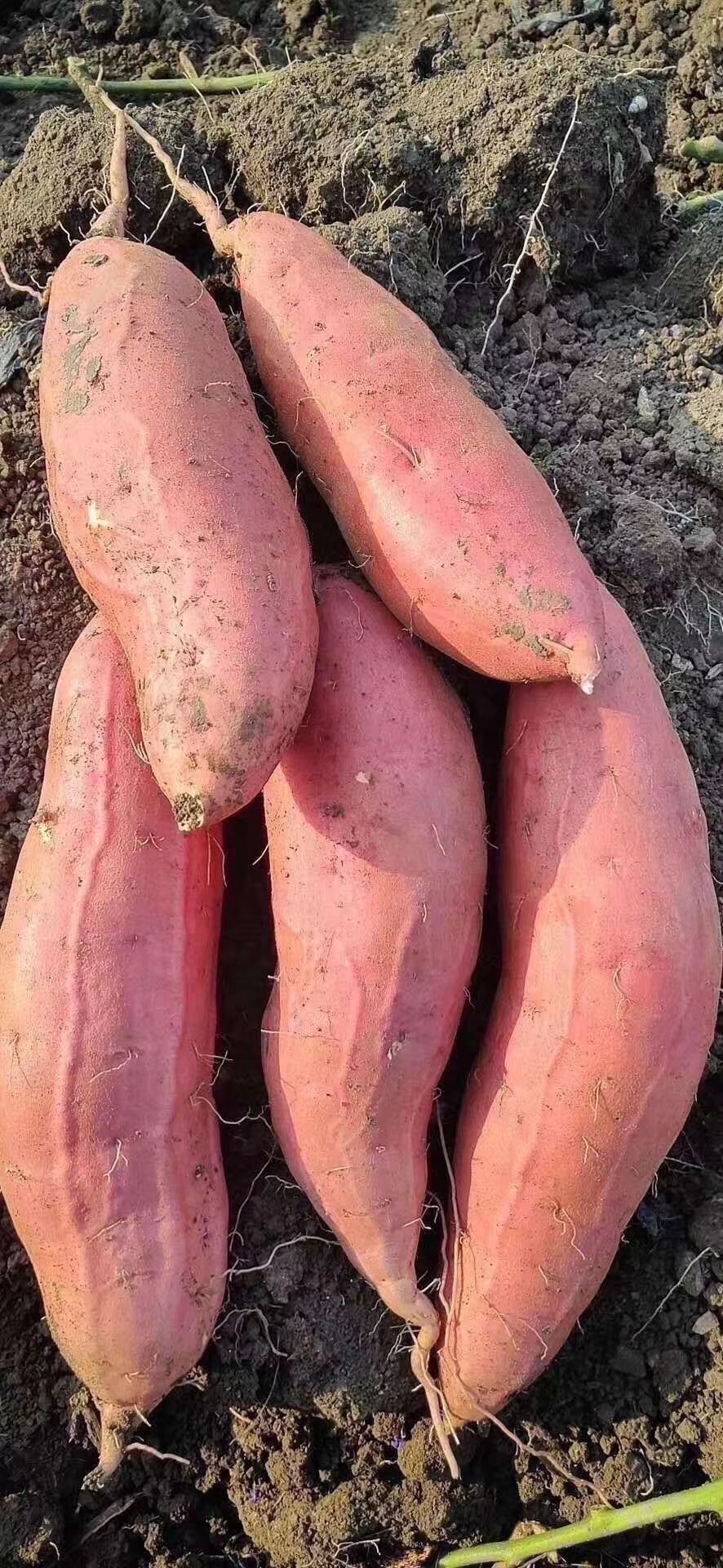 西瓜红红薯大量供应中货源充足价格便宜