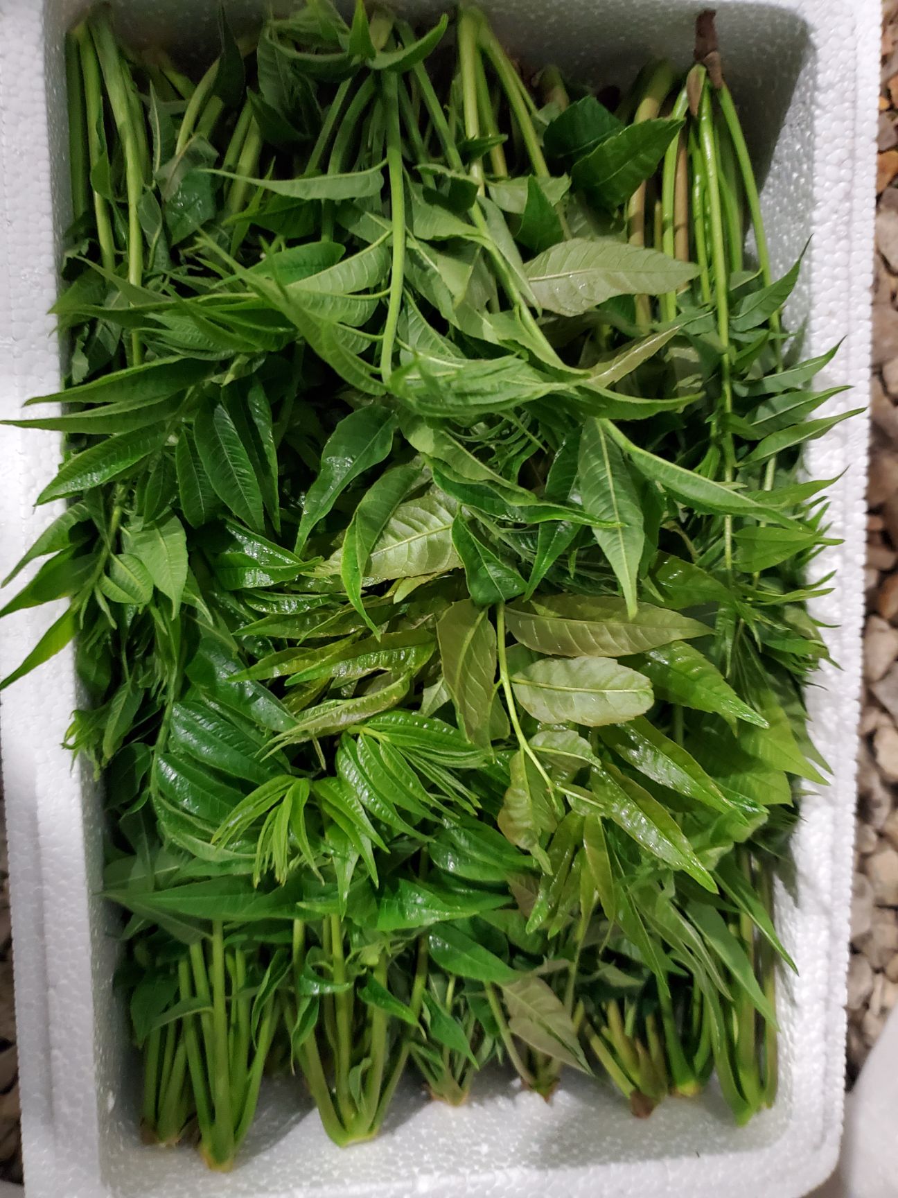 绿香椿芽 大棚香椿，绿芽