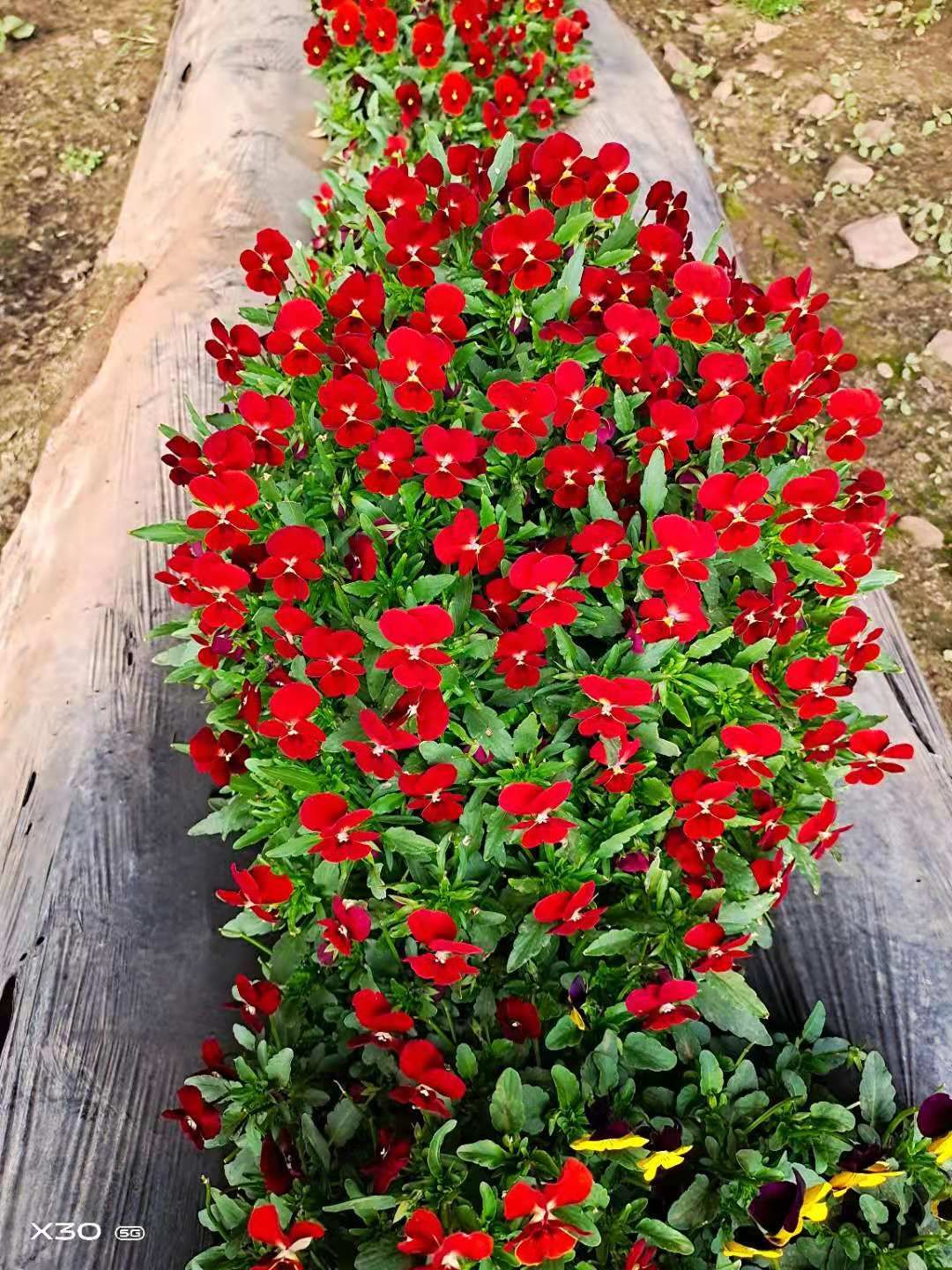 三色堇 食用花草