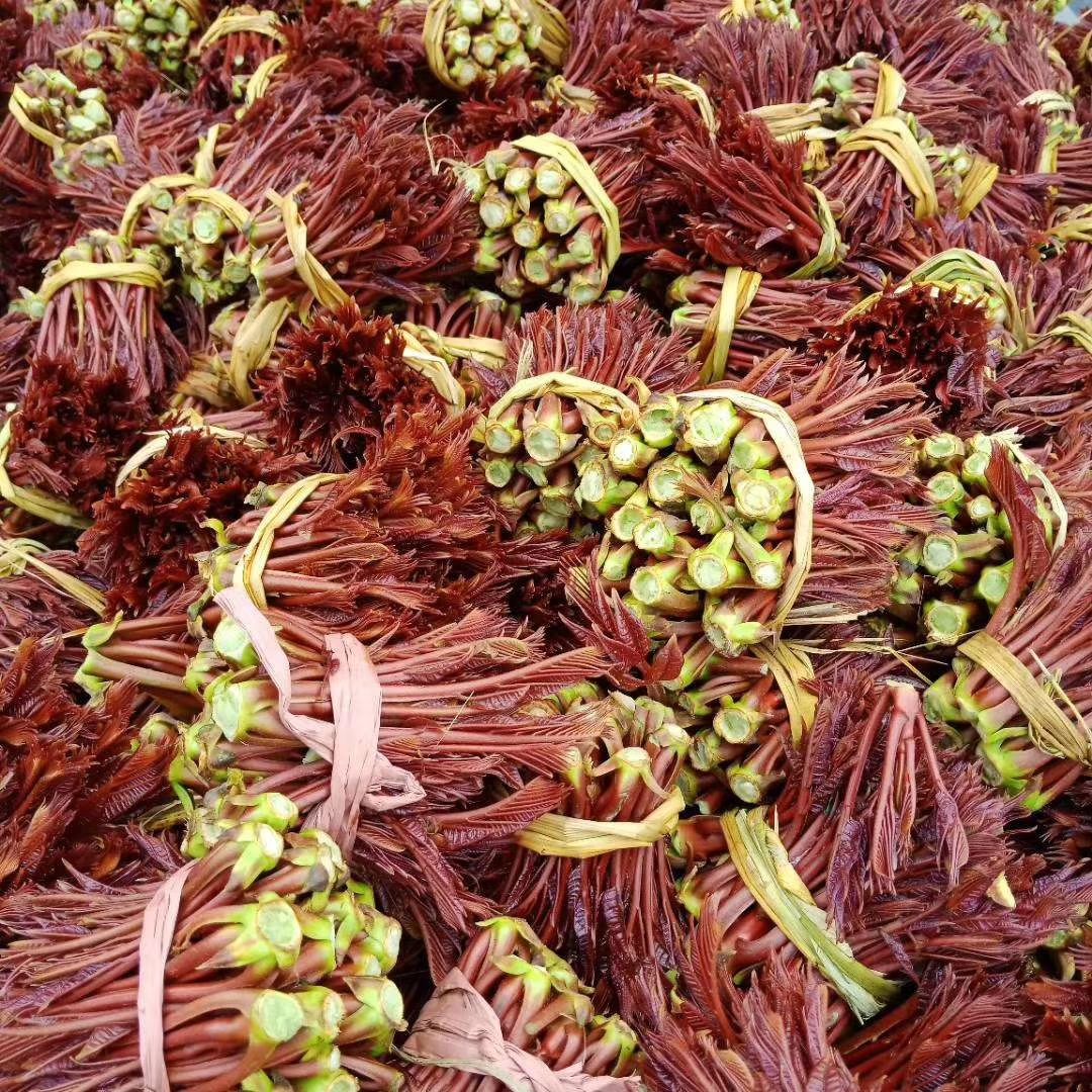  四川露天红油香椿芽
