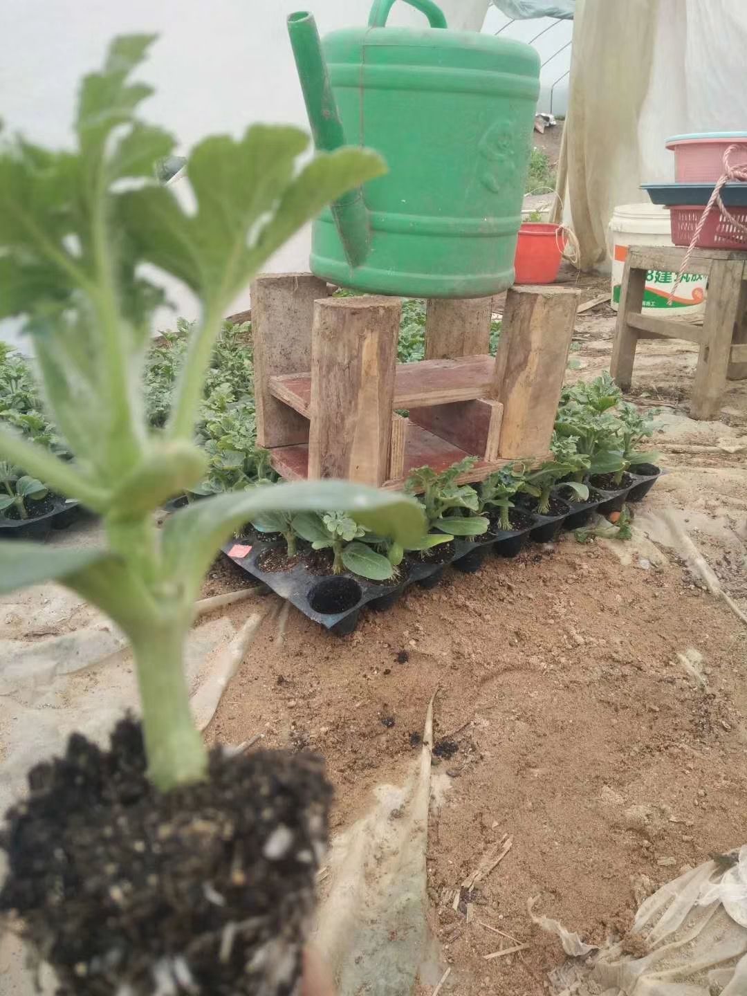 黑美人西瓜苗 嫁接苗 容器苗 11~15公分 0.5公分以上