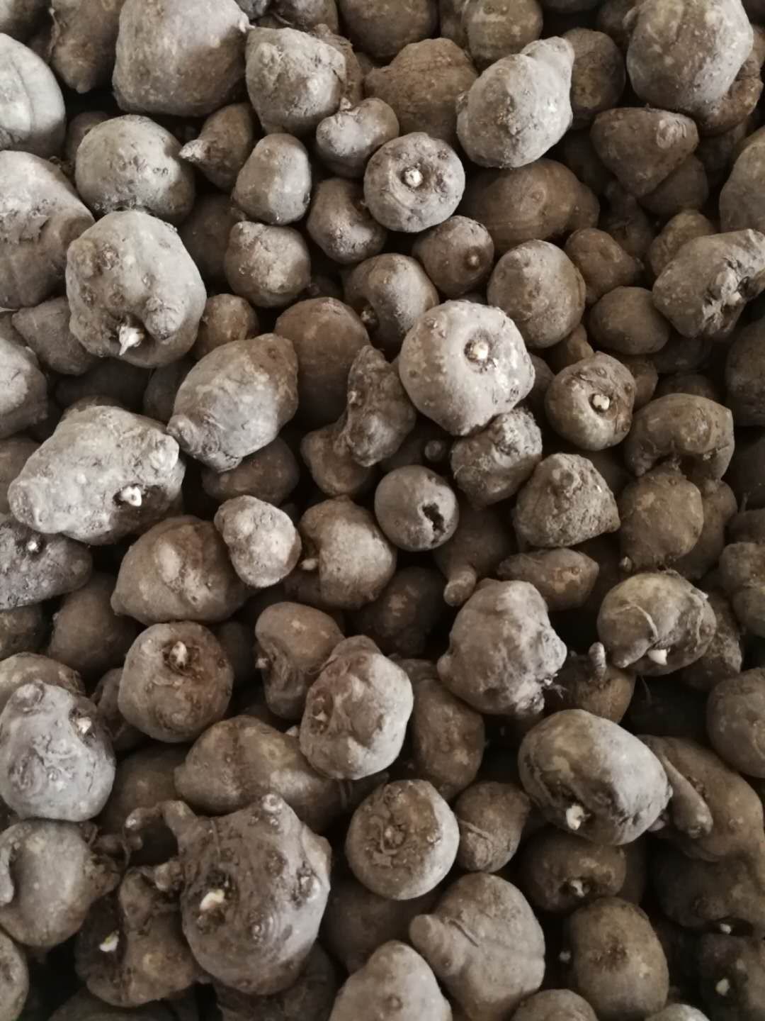 魔芋种子 白魔芋一代白魔芋,白魔芋二代白魔芋