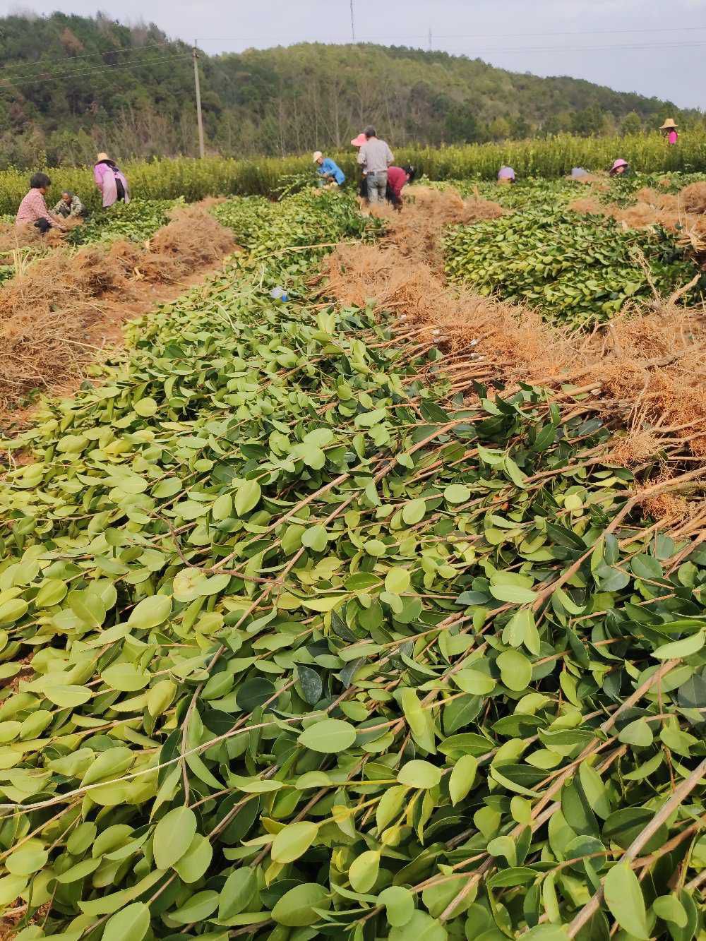 [油茶树苗批发]油茶树苗 高产油茶苗,产量高,出油多,存活率高价格1元