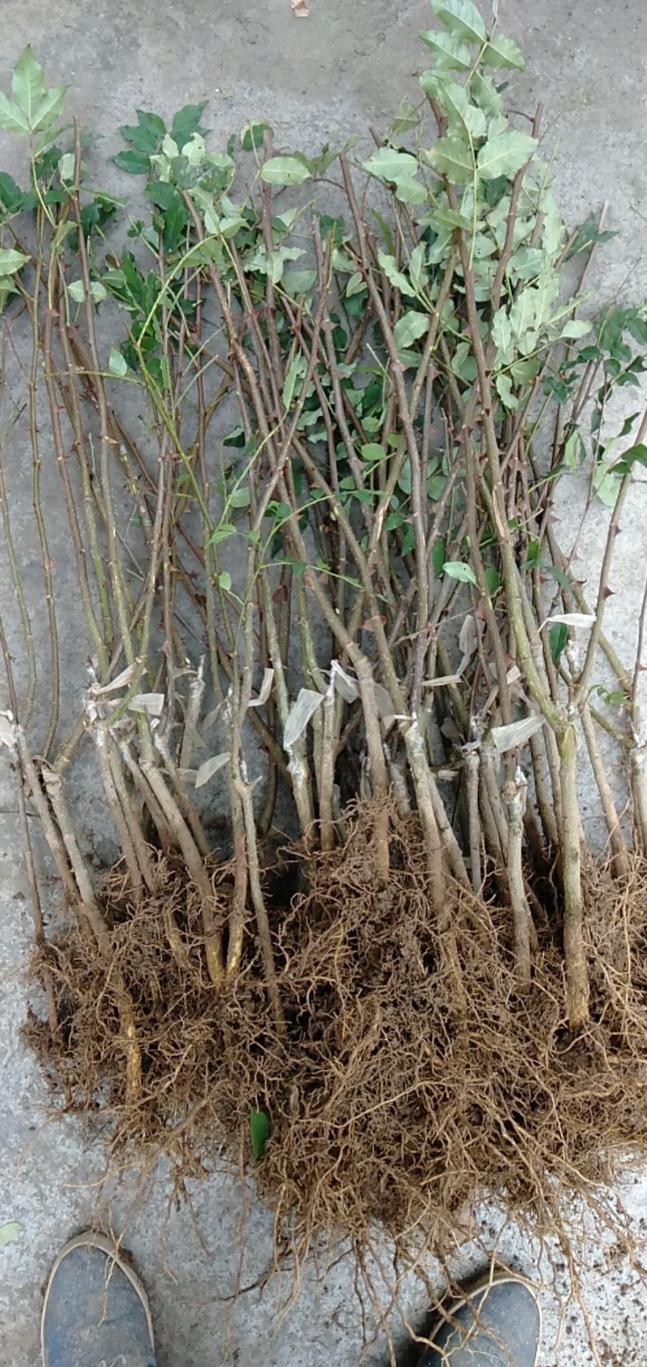 无刺花椒苗  甘肃陇南武都无刺嫁接大红袍花椒树苗