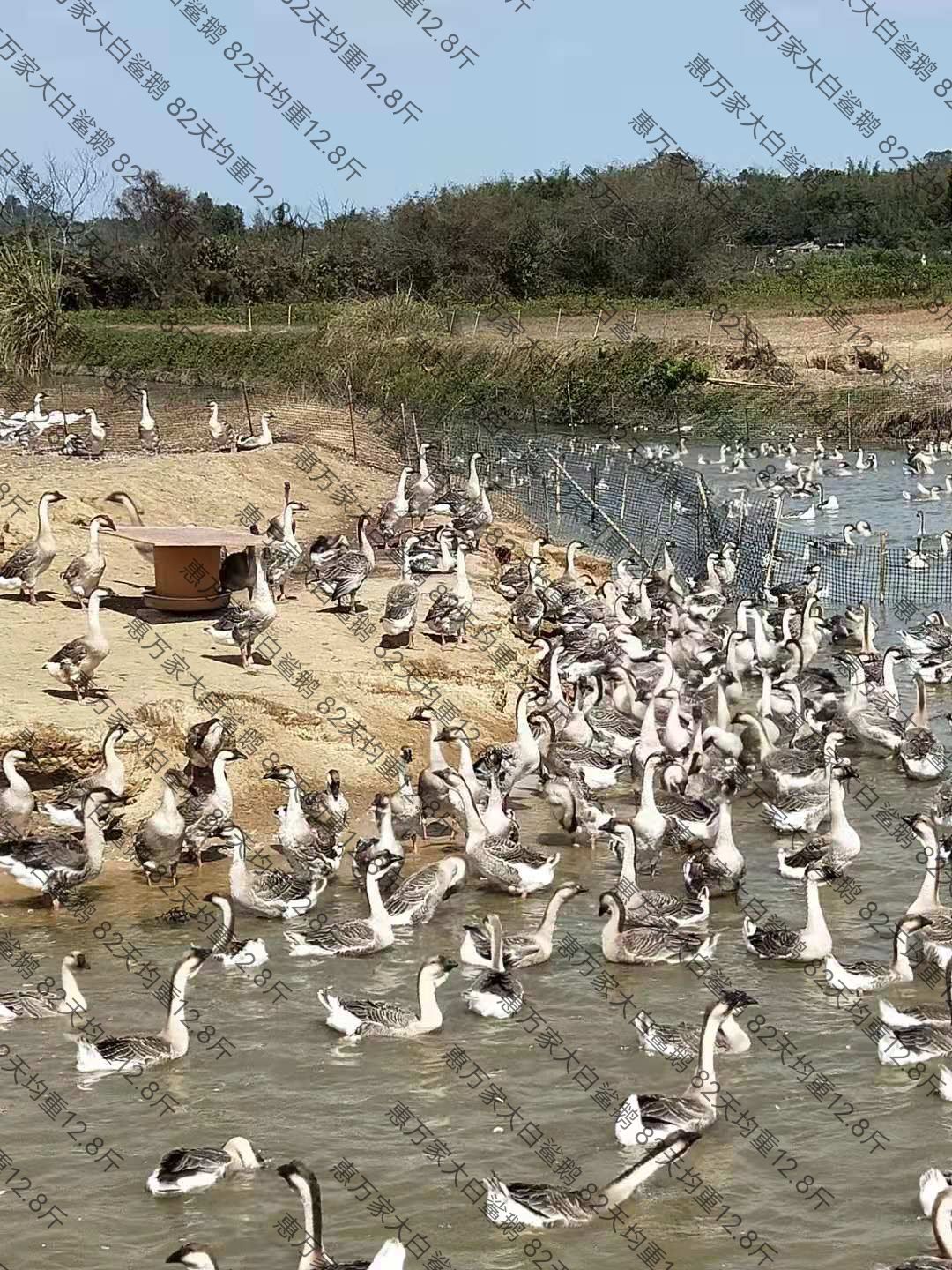 大白沙鹅苗 白沙杂大种鹅苗 包做好疫苗 包运输存活