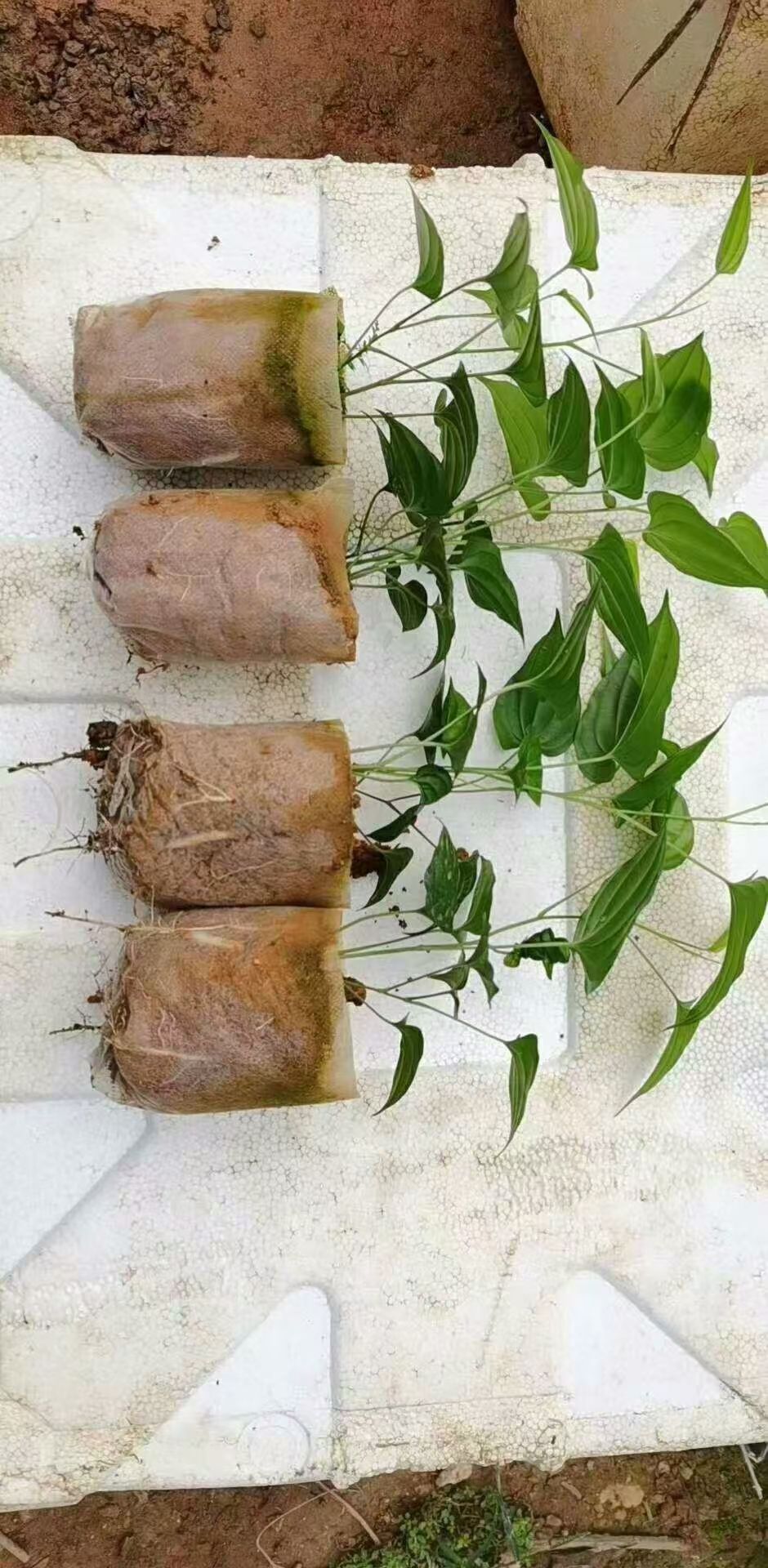 丰顺农业有限公司长期供五指毛桃苗  牛大力五指毛桃百部土茯苓