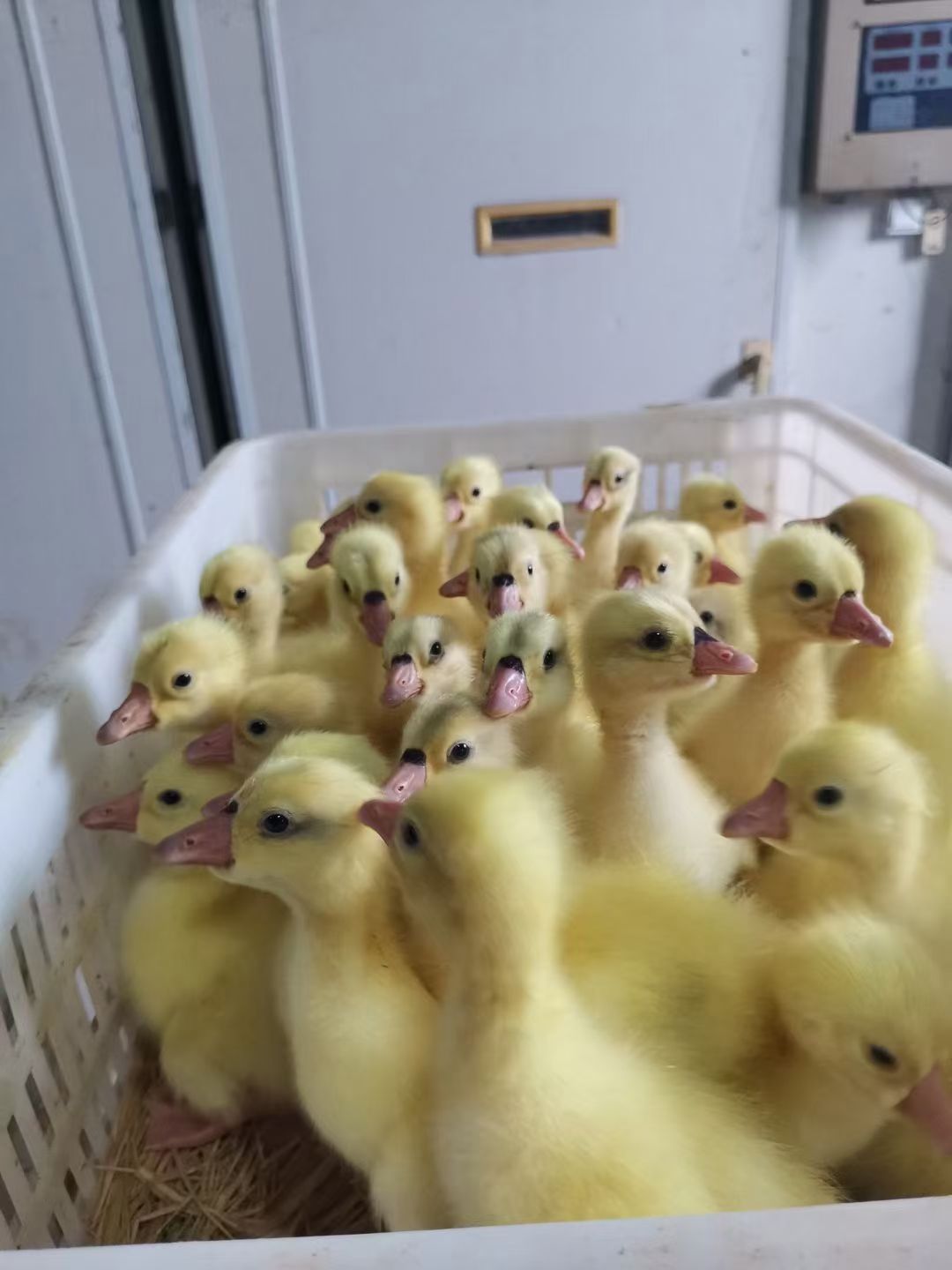 乌鬃鹅苗  精品鹅苗