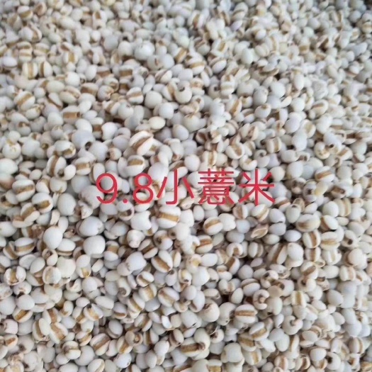 玉林生薏仁  贵州特级小薏米大薏米，新货无硫，大货供应，批零兼营