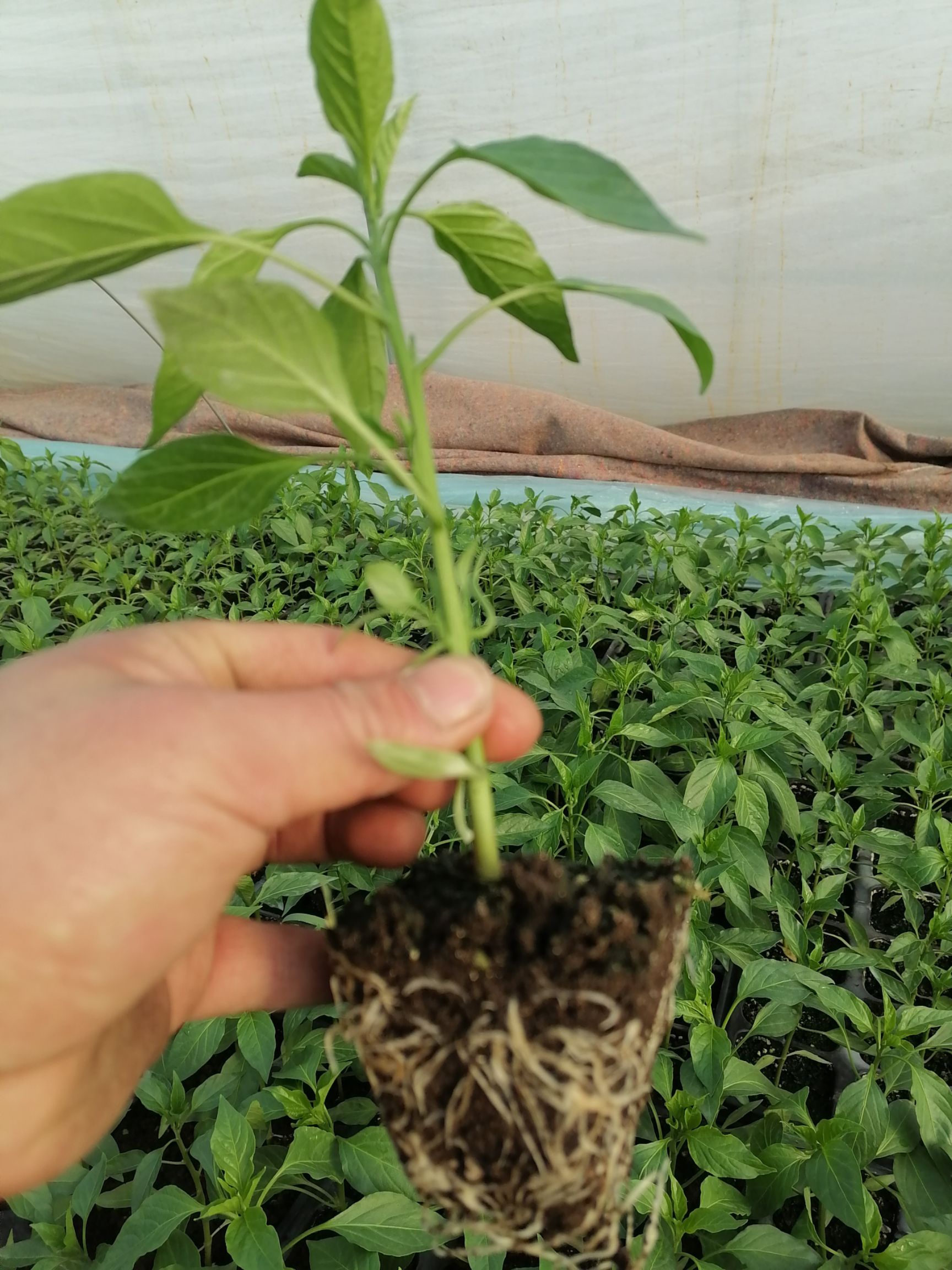 尖椒苗  批发线椒苗螺丝椒苗朝天椒薄皮椒羊角椒基地直发保证质量全国发货