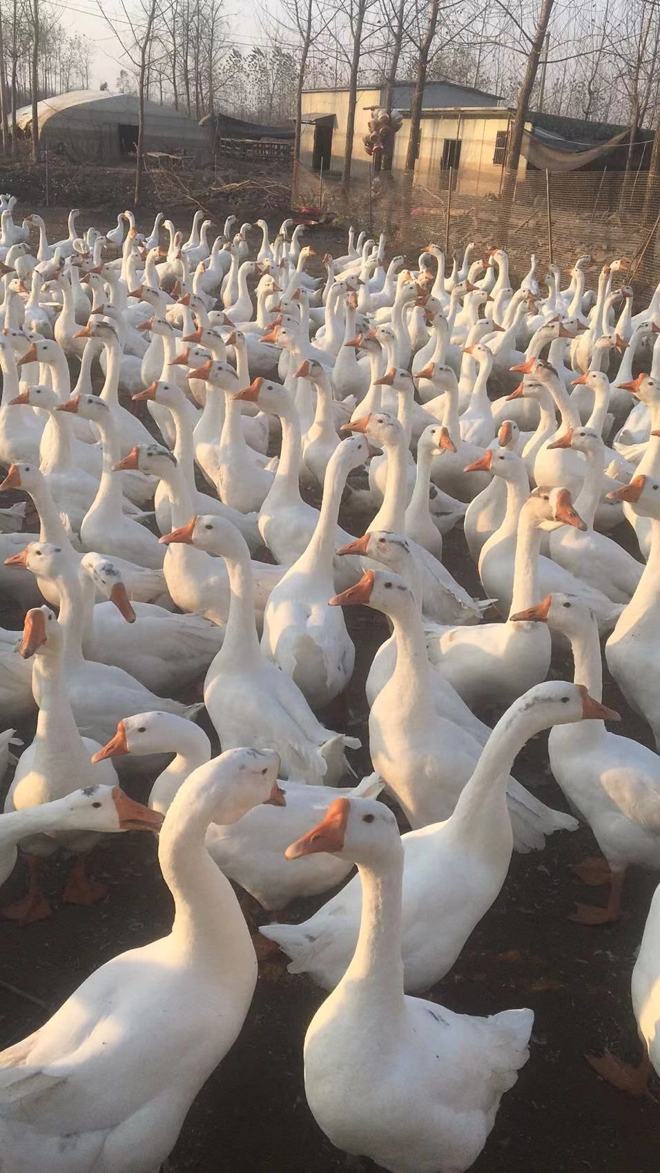 白鹅苗  鸭苗鹅苗