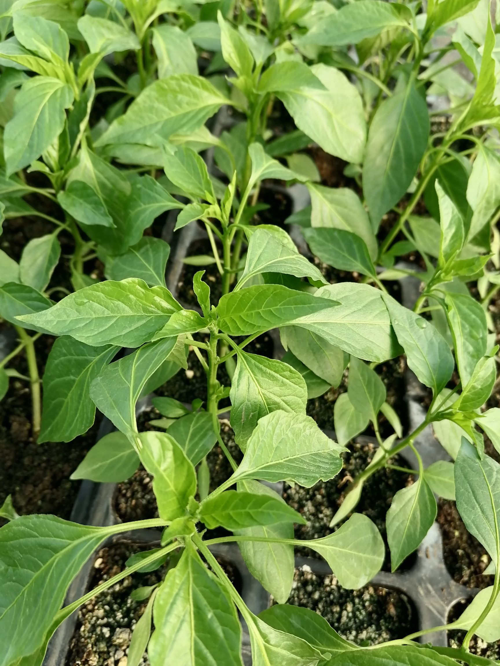 尖椒苗  批发线椒苗螺丝椒苗朝天椒薄皮椒羊角椒基地直发保证质量全国发货