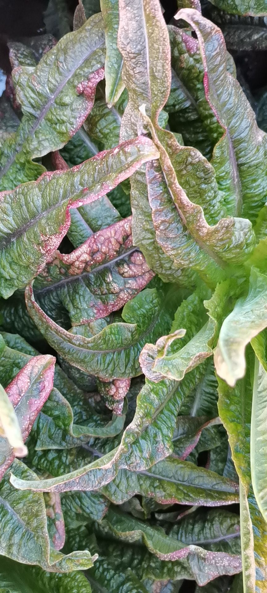 红叶莴笋 安徽省宿州市埇桥区