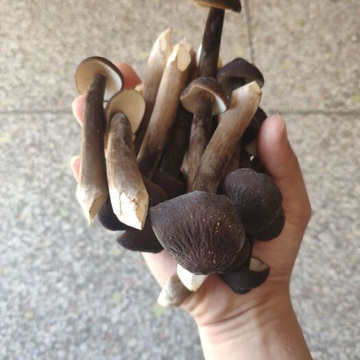 怀集县鸡枞菌  产地新鲜直发，顺丰冷链配送。