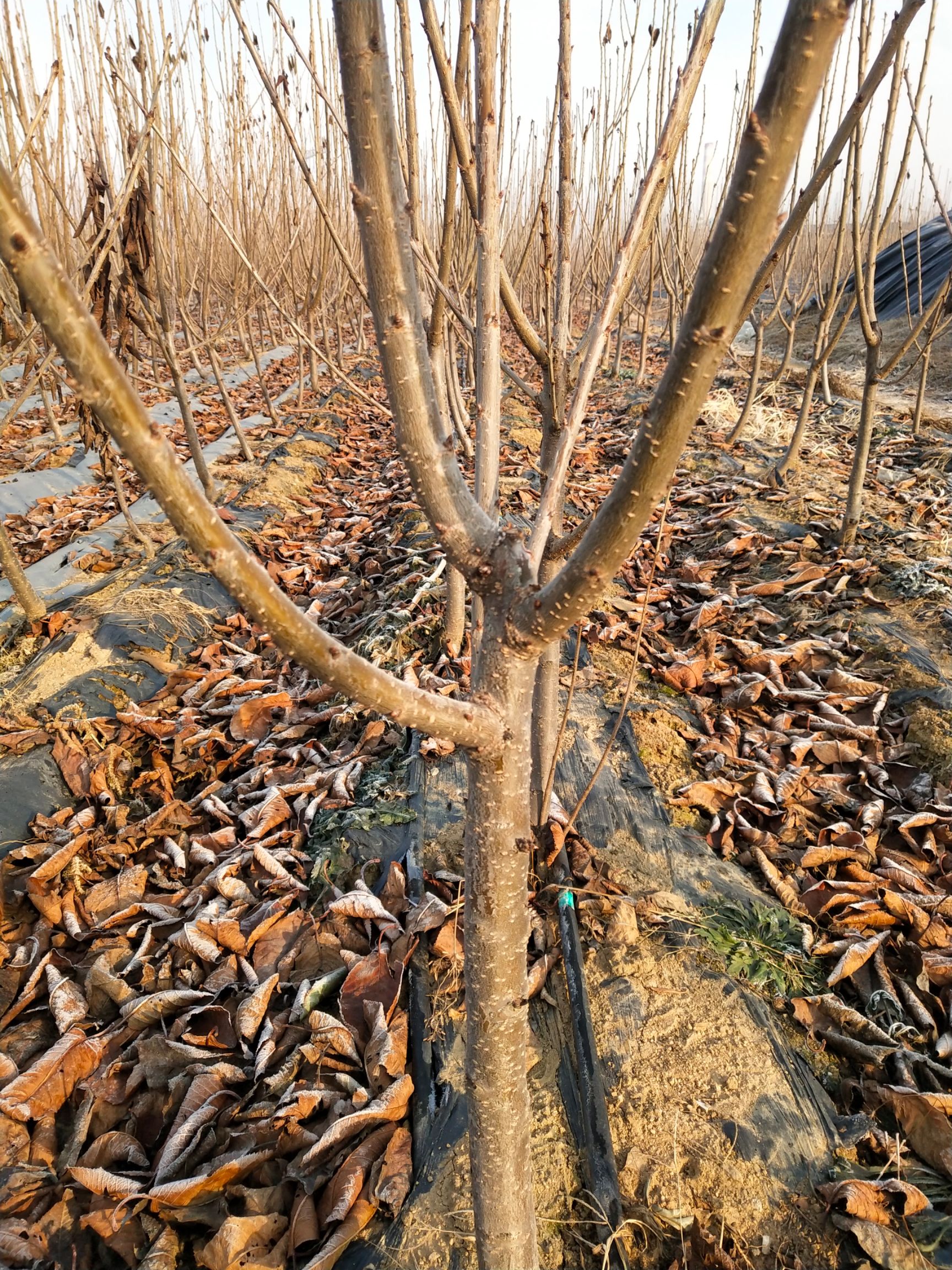 布鲁克斯樱桃树苗 嫁接苗 裸根苗 