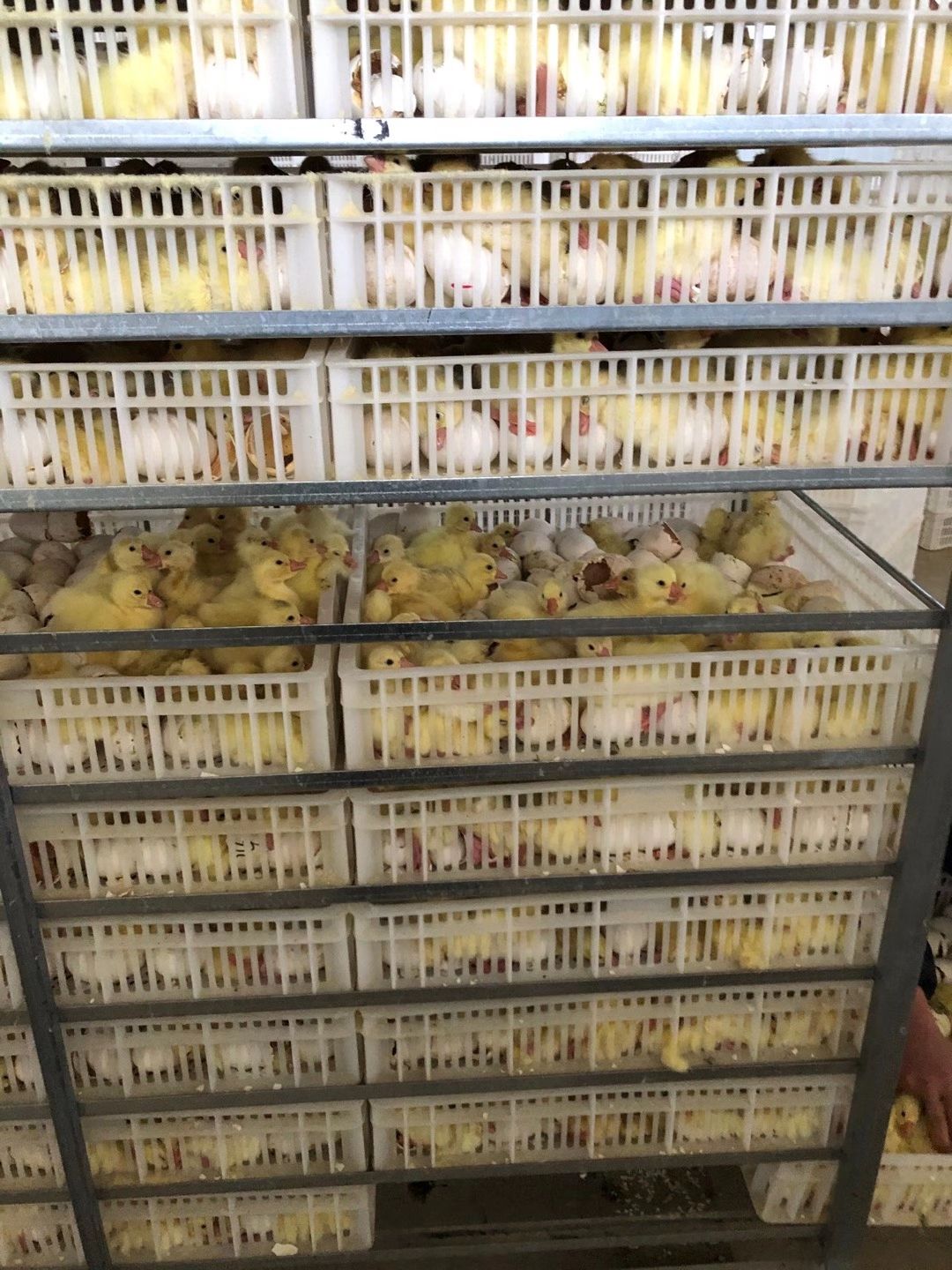 乌鬃鹅苗  精品鹅苗