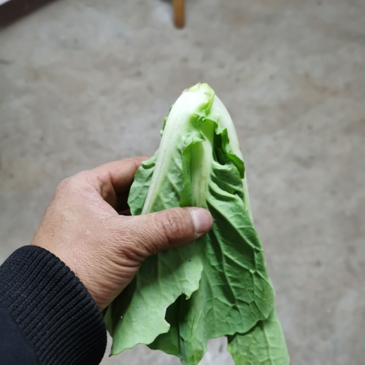 遂宁快菜  农家自种蔬菜