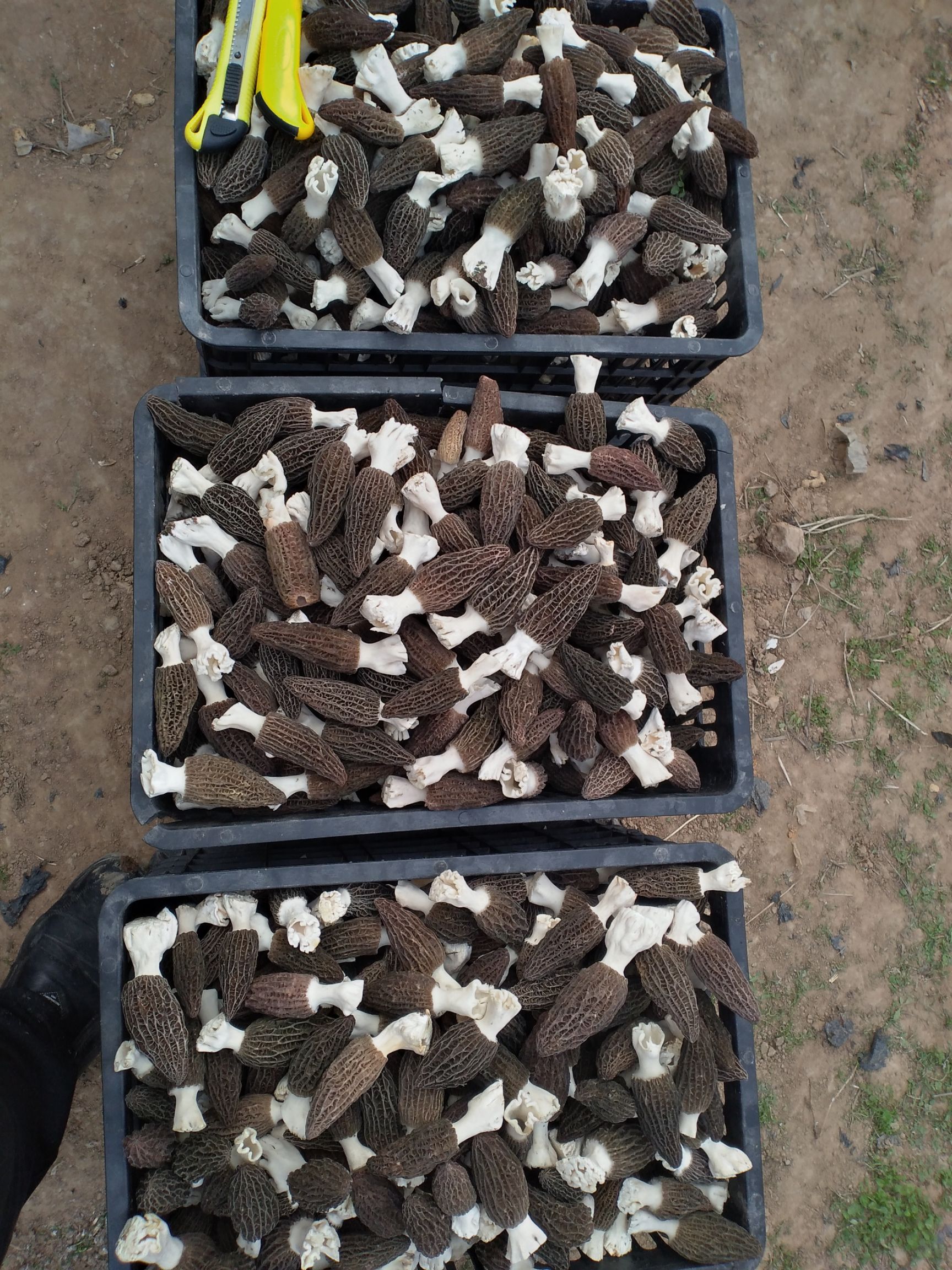 新鲜羊肚菌，保鲜发货