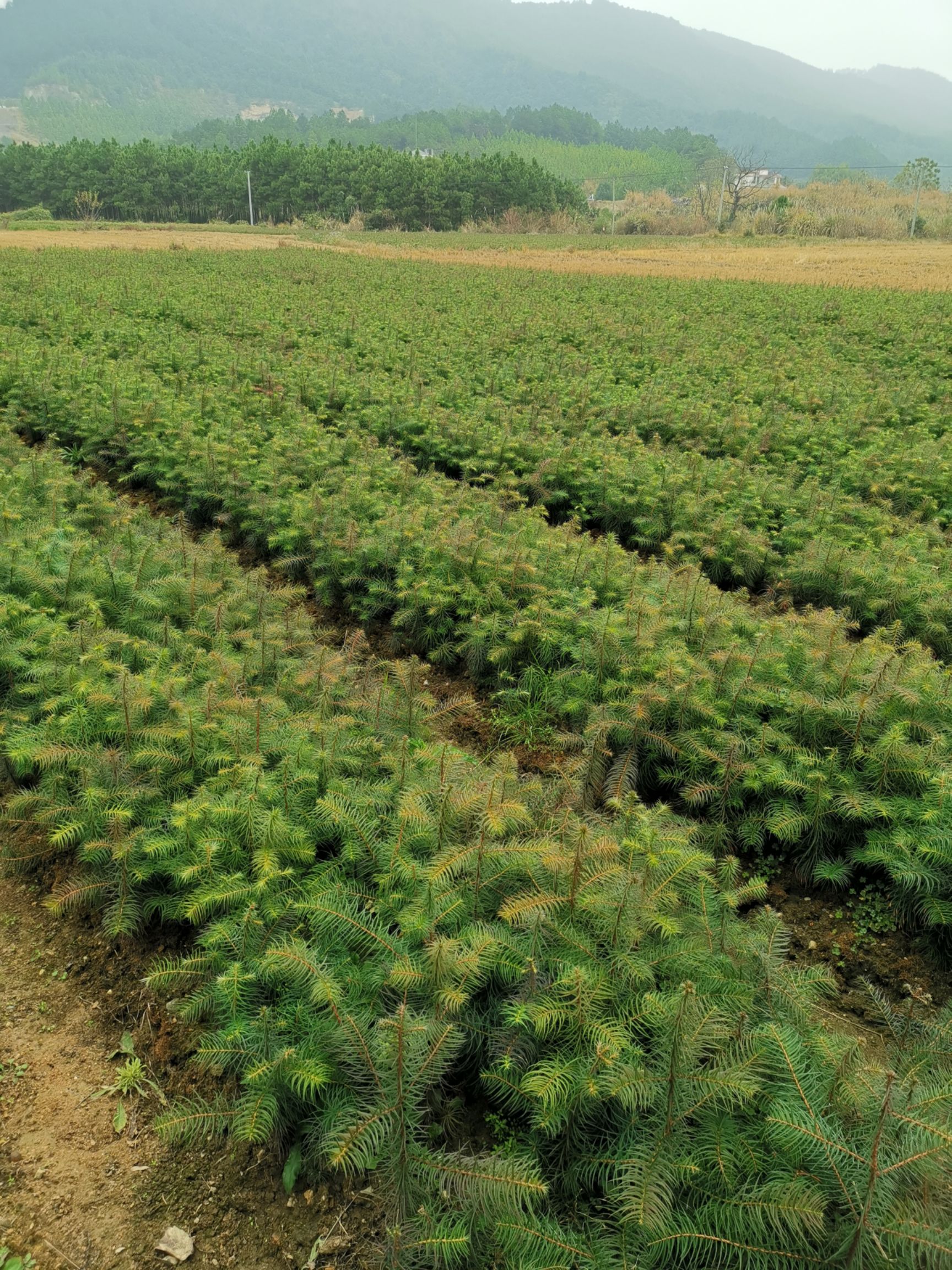 杉木树苗  杉木苗，三代杉木苗，