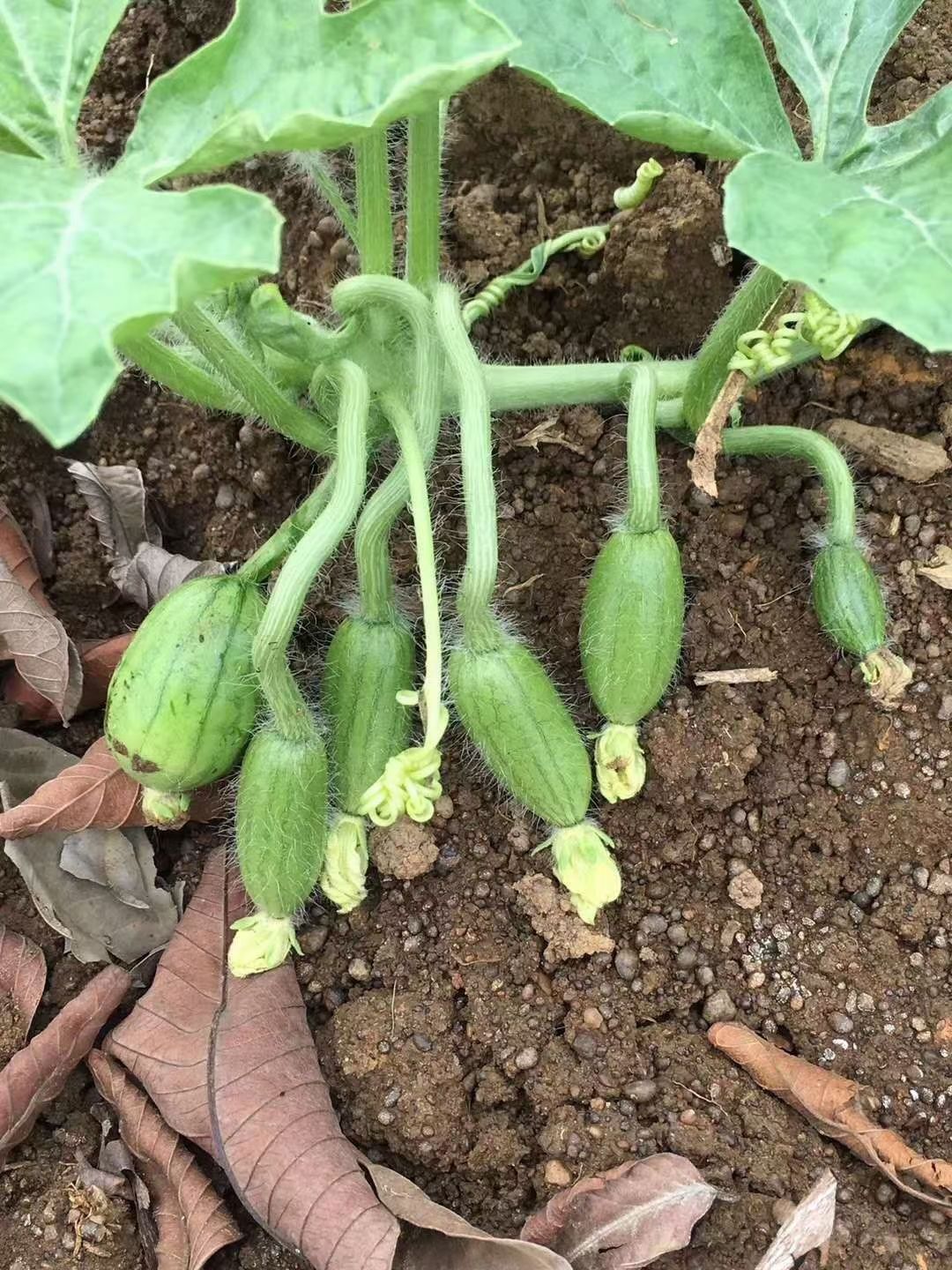 黑美人西瓜苗 嫁接苗 容器苗 11~15公分 0.5公分以上