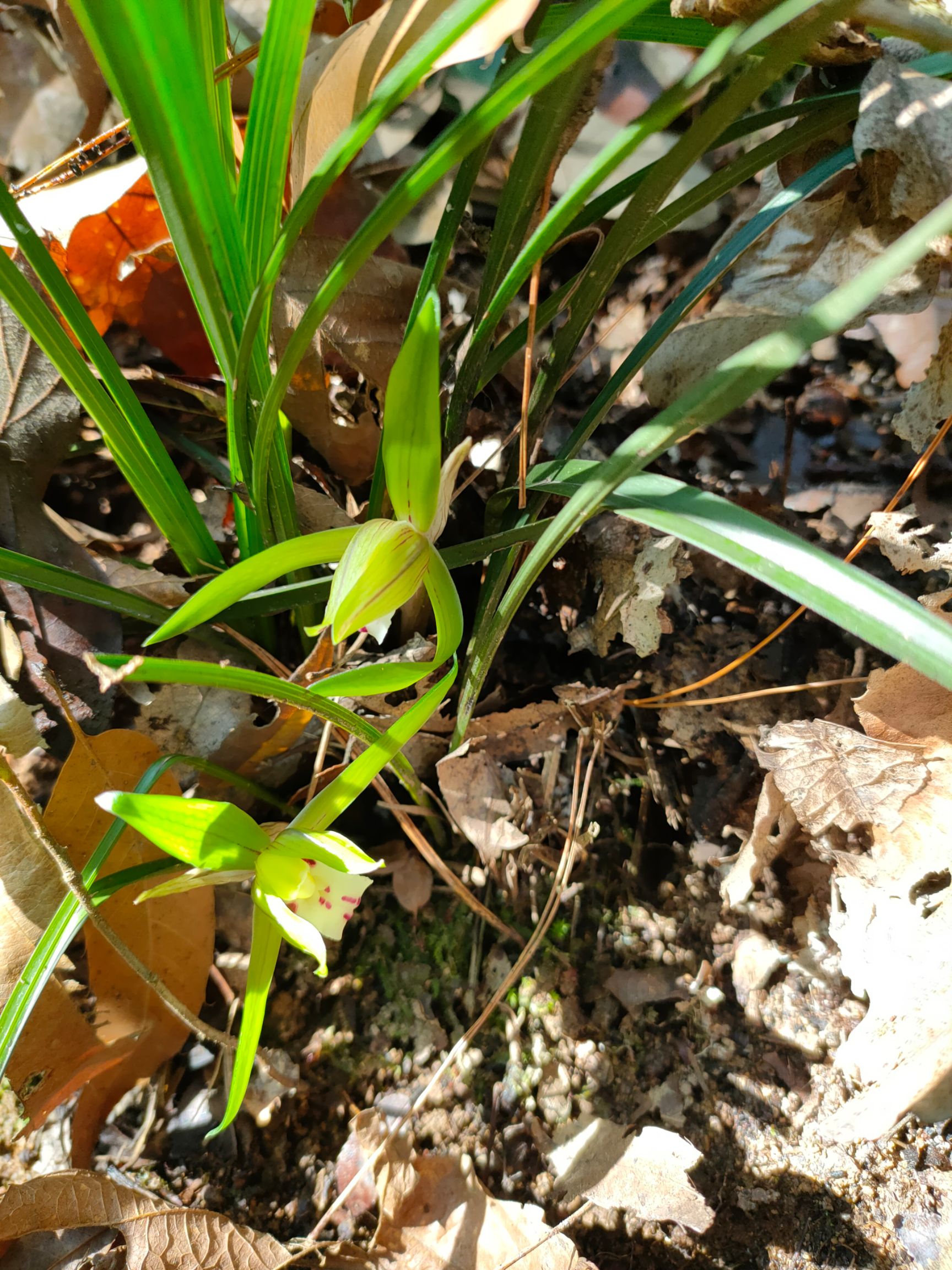 春兰  精品兰花产地直销物美价廉量大从优欢迎来购