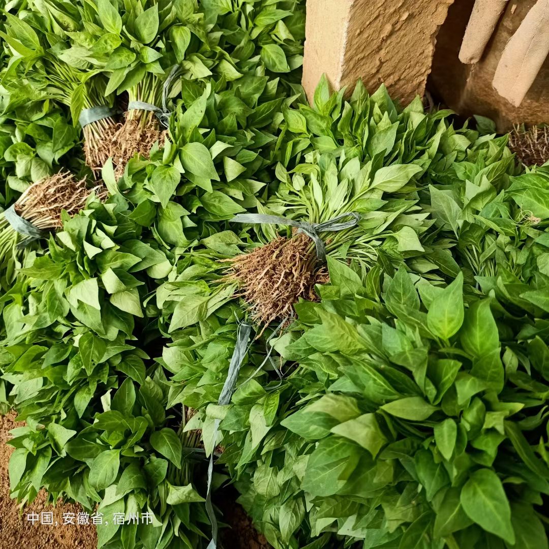 尖椒苗  批发线椒苗螺丝椒苗朝天椒薄皮椒羊角椒基地直发保证质量全国发货