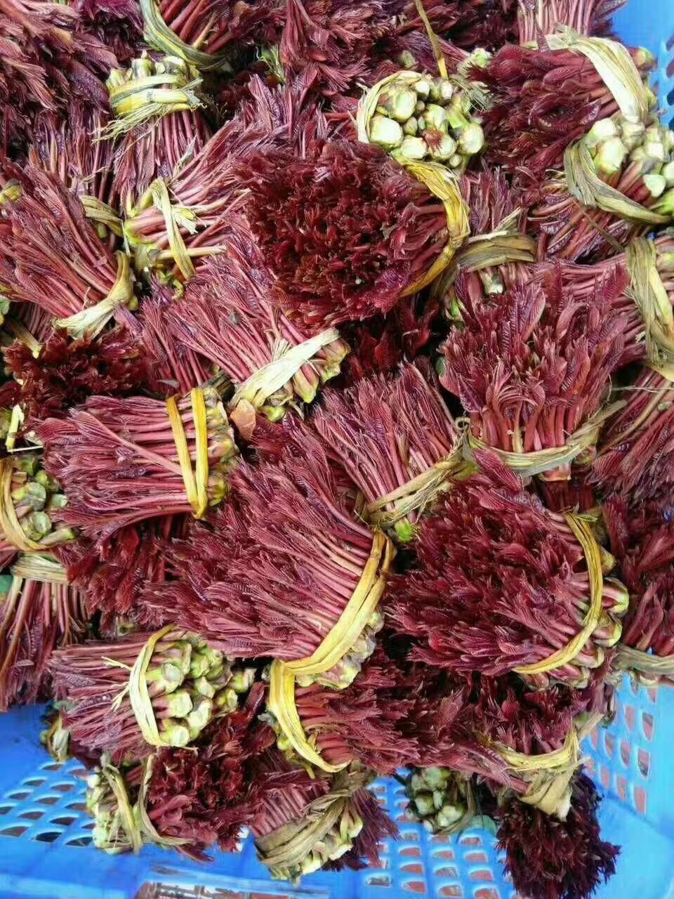  四川露天红油香椿芽