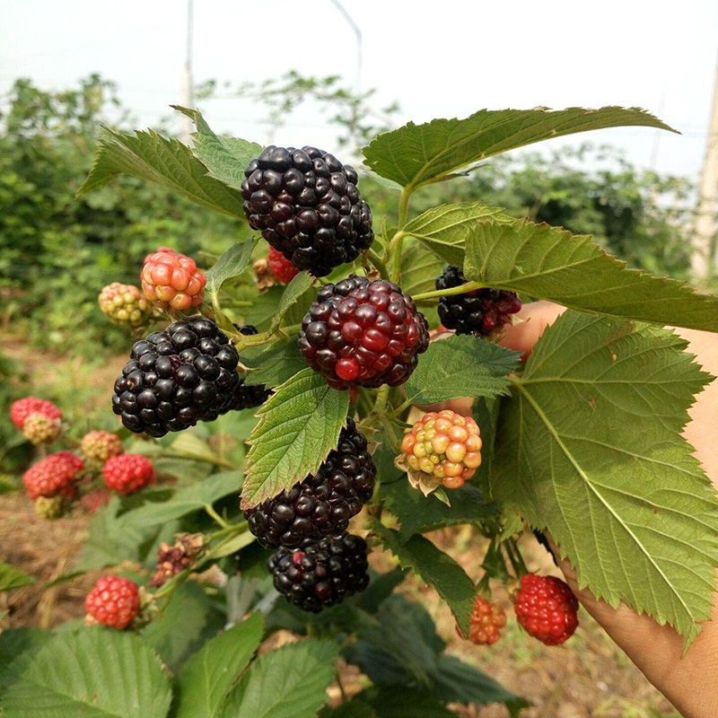 红树莓苗  红树莓