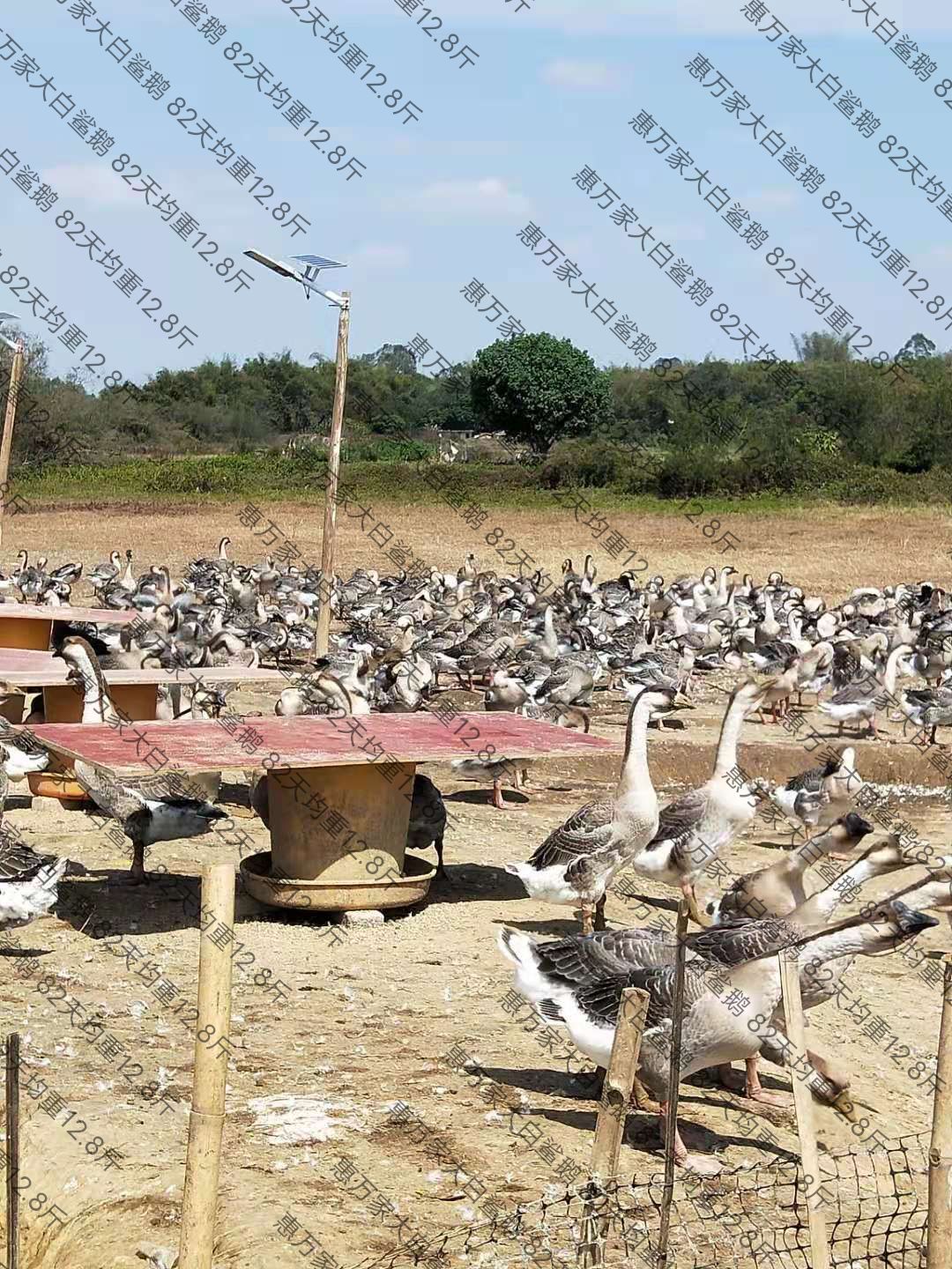 大白沙鹅苗 白沙杂大种鹅苗 包做好疫苗 包运输存活