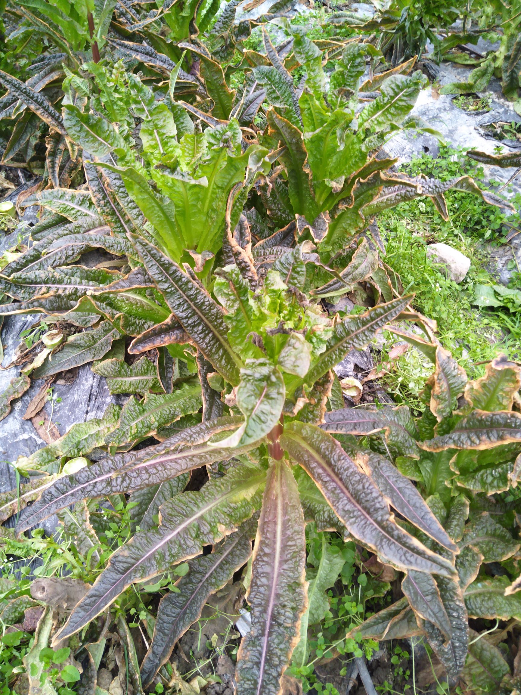 红叶莴笋 贵州省毕节市金沙县 