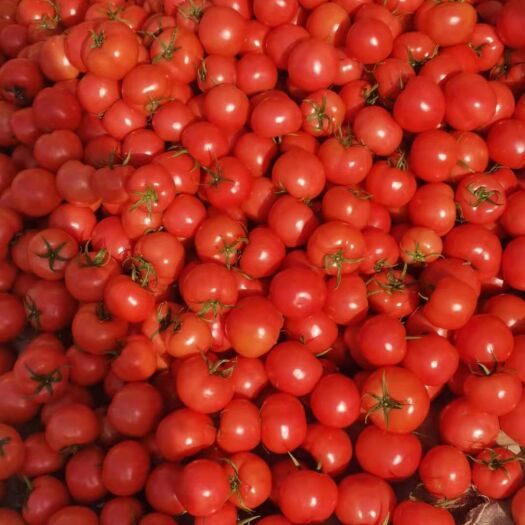 济宁硬粉西红柿，水份足、口感沙、果型饱满、色泽鲜亮。