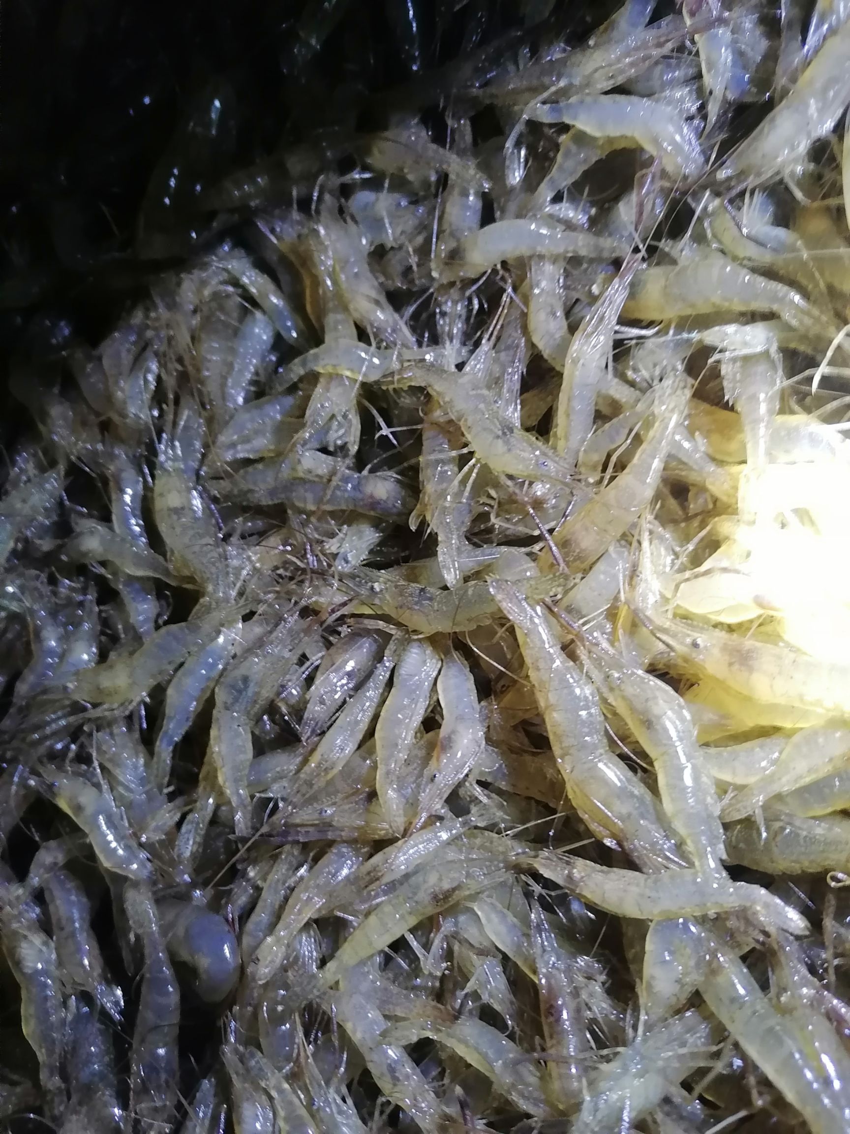 青虾苗 安徽省马鞍山市当涂县 