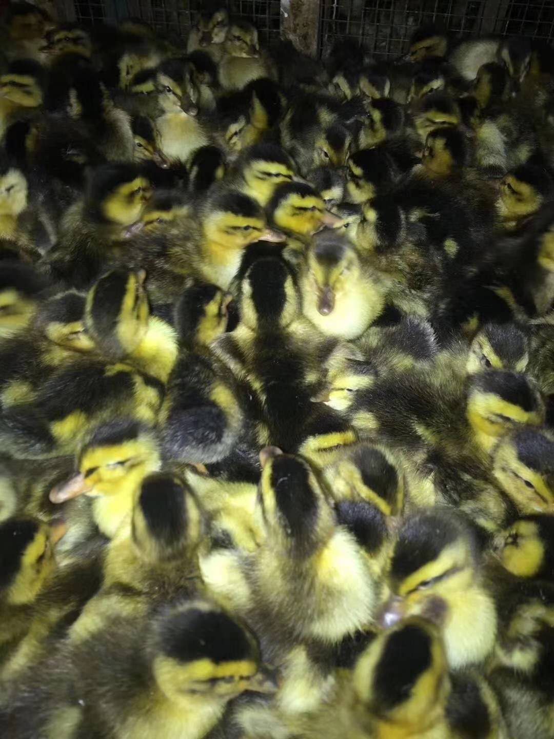 乌鬃鹅苗  精品鹅苗