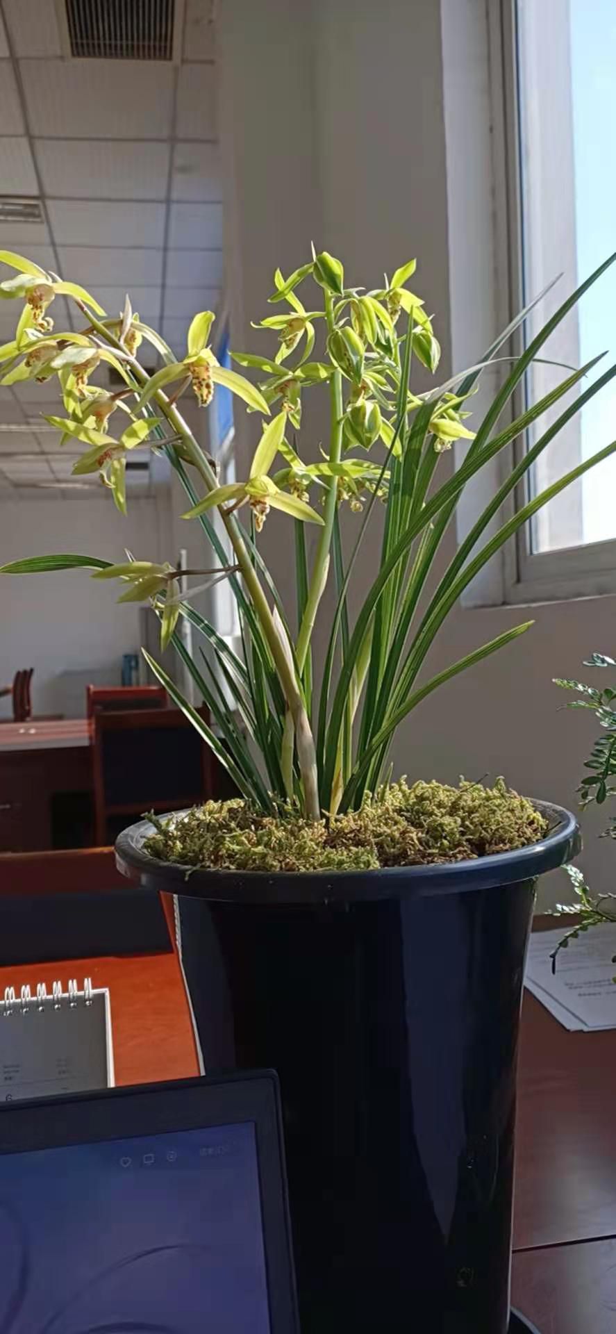 蕙兰  大别山**惠兰。浓香型 。