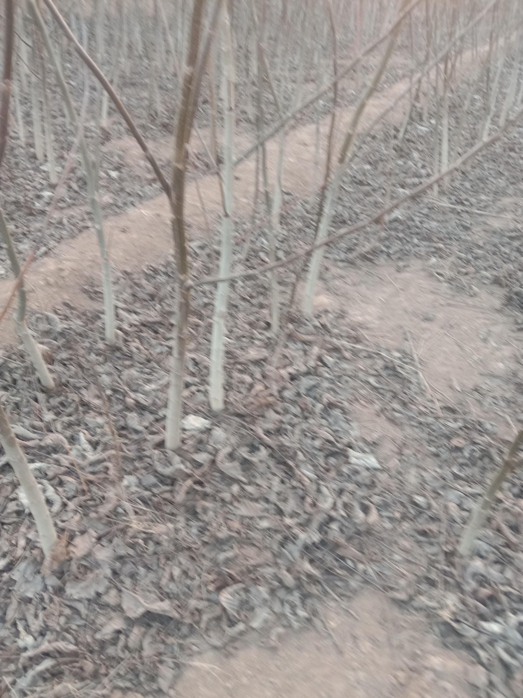 薄皮核桃苗 核桃苗有3年的有2年的