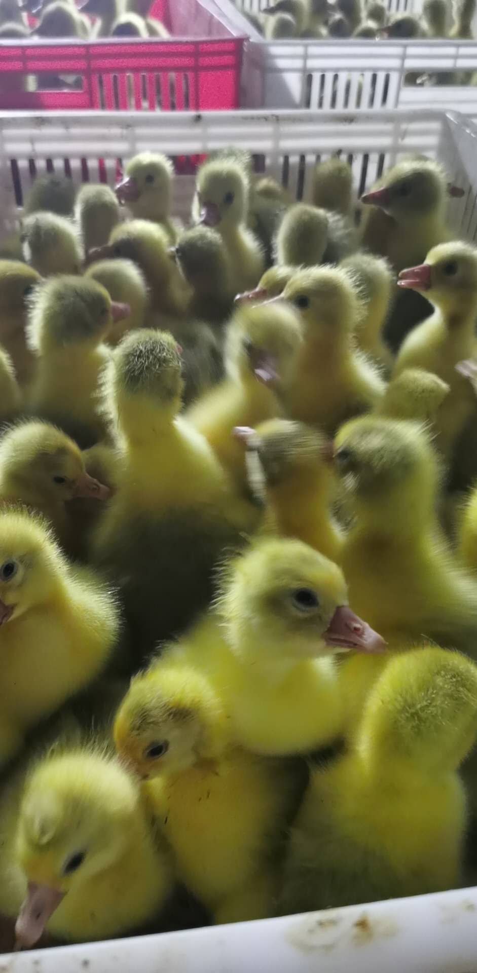 白鹅苗  鹅苗批发