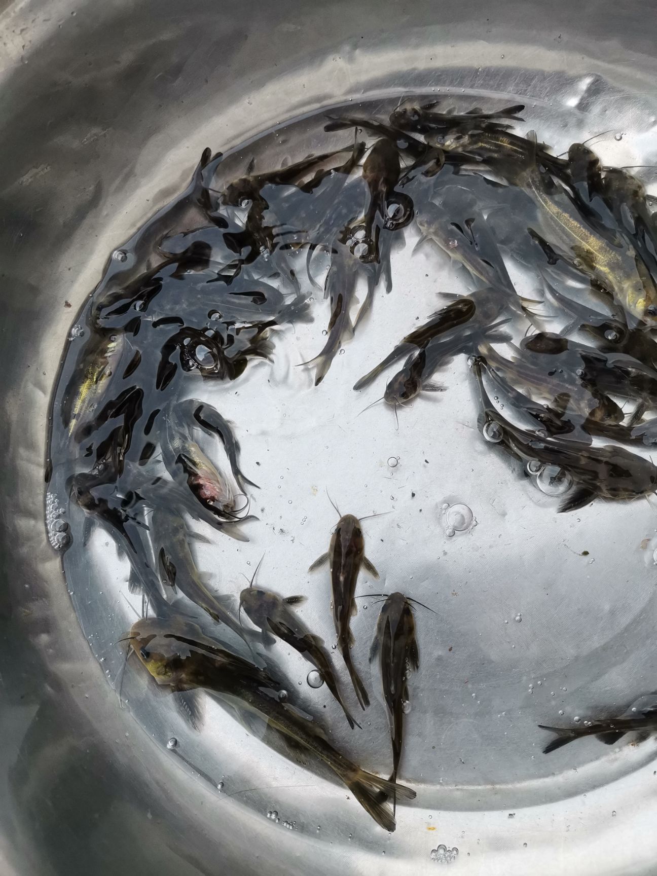 黄颡鱼  黄辣丁，黄骨鱼，规格齐全及各种鱼苗，包技术，包下塘，长势快