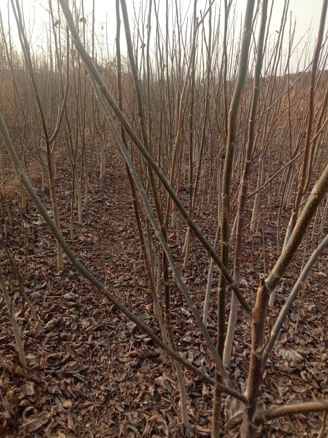 薄皮核桃苗 核桃苗有3年的有2年的