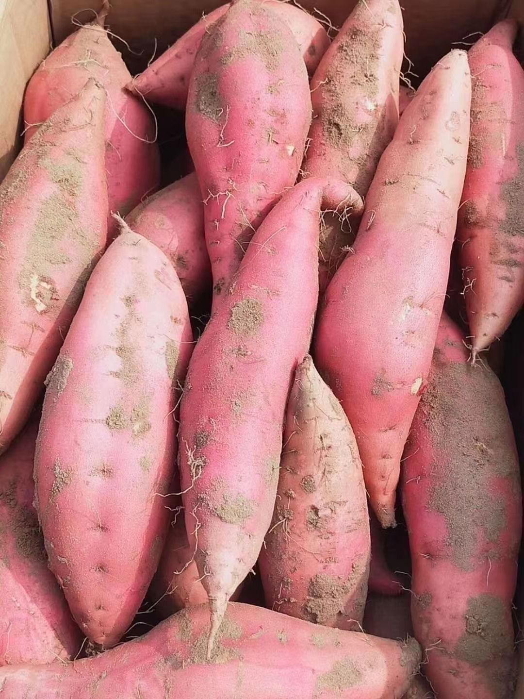 西瓜红红薯大量供应中货源充足价格便宜