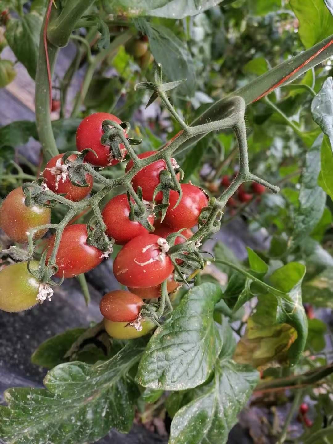  碧娇圣女果，皮薄肉厚，色泽鲜艳，精品