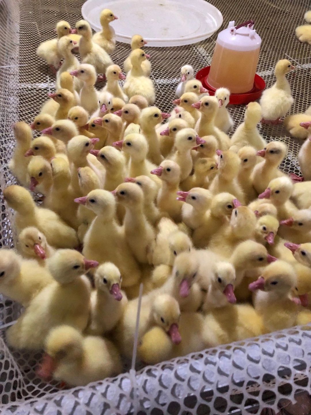 乌鬃鹅苗  精品鹅苗