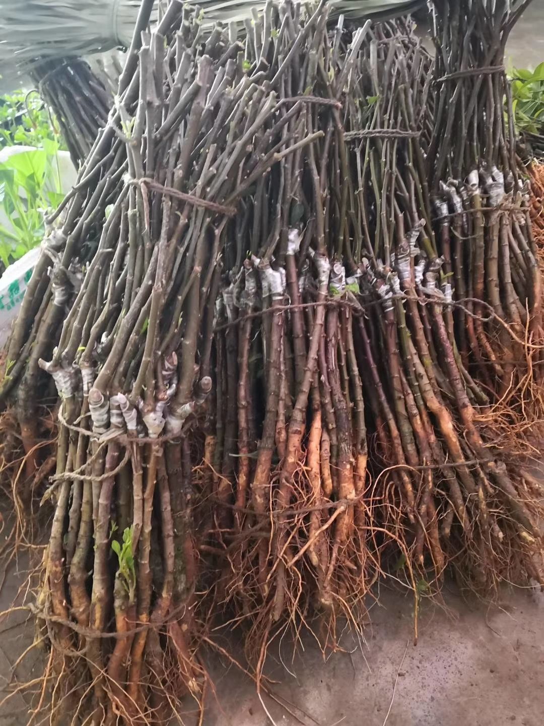 大青枣苗 高朗一号枣苗嫁接苗