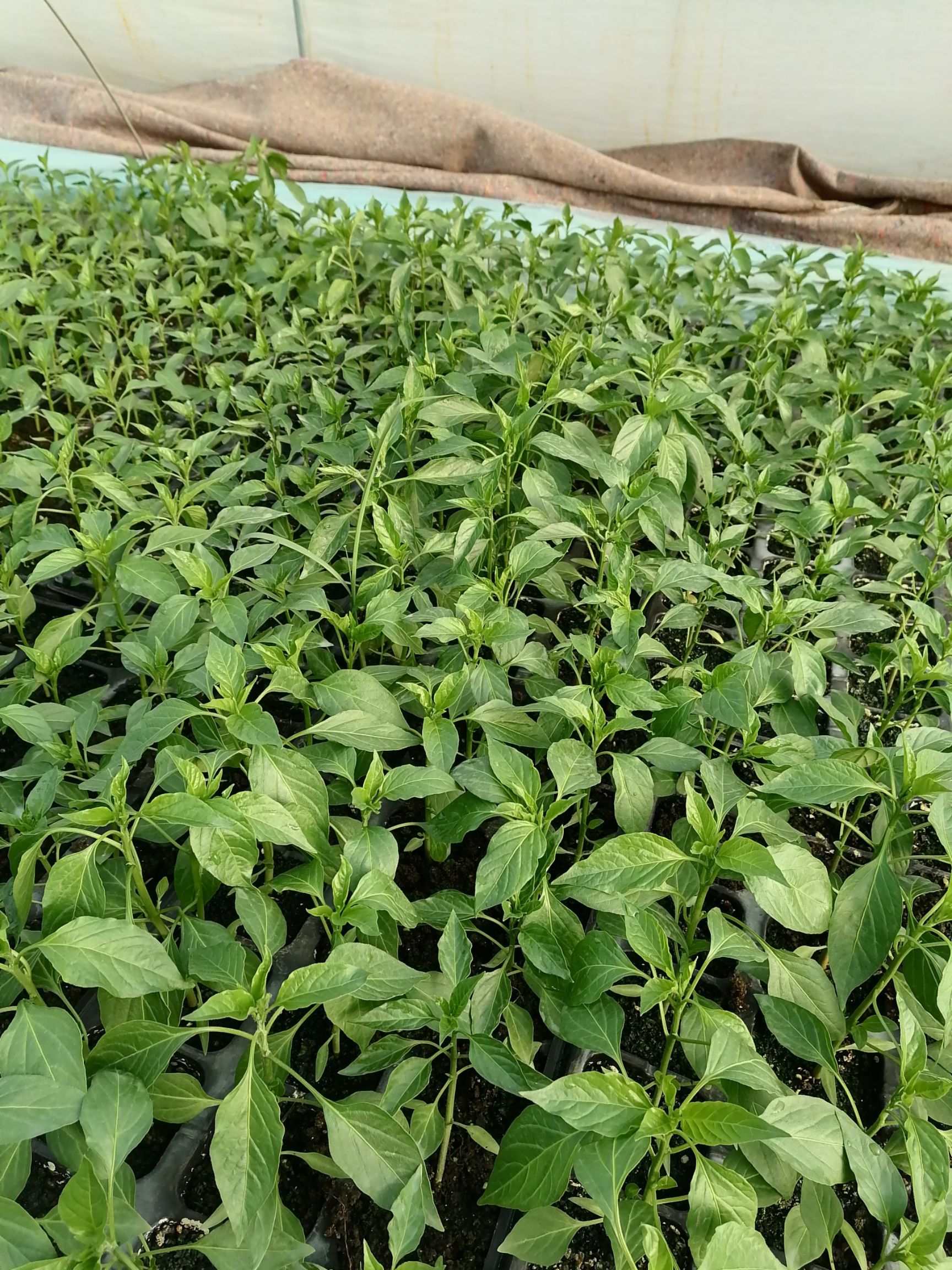 尖椒苗  批发线椒苗螺丝椒苗朝天椒薄皮椒羊角椒基地直发保证质量全国发货
